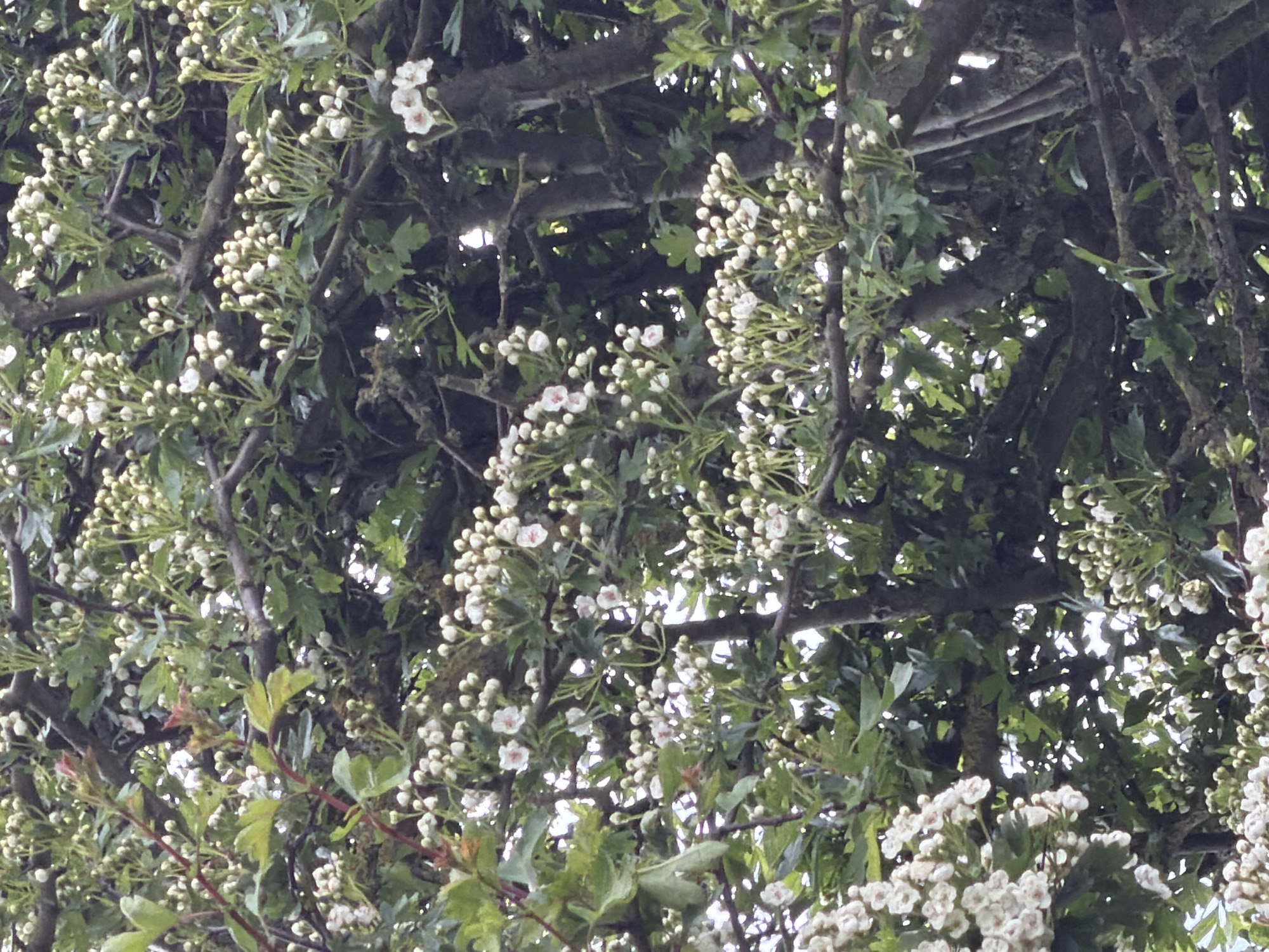 The image depicts a dense hawthorn tree in full bloom. The tree branches are thick and covered with small, lobed green leaves and clusters of white flowers. Some of the flowers are in bud form, while others are fully open. The background is a mix of foliage and glimpses of sky. The image was taken in the village of Pity Me, United Kingdom.