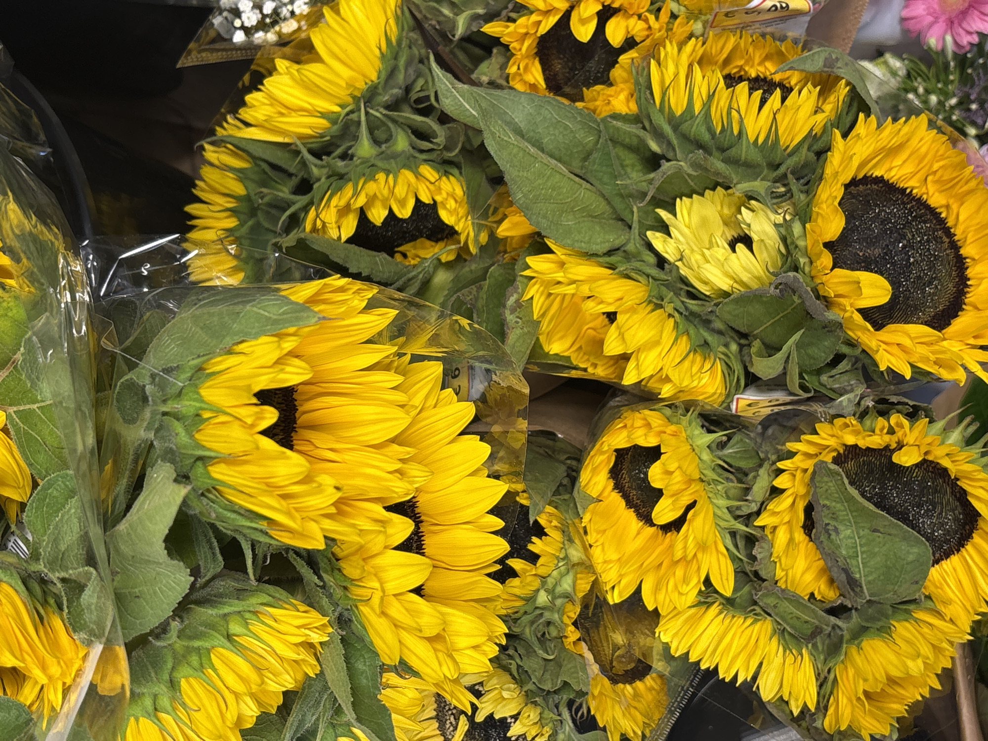 This is a close-up, overhead, vertical shot of a large bouquet of sunflowers. The sunflowers are predominantly bright yellow with dark brown centers. Many of the sunflowers are in various stages of bloom, with some fully open and others still slightly closed. The stems and leaves are a vibrant green. The bouquet appears to be wrapped in clear plastic. In the lower right corner, a portion of a pink flower is visible, suggesting the sunflowers may be part of a larger floral arrangement. The lighting is bright, highlighting the texture and color of the petals. The image does not provide any specific visual cues to determine its location in the city of Vilvoorde, Belgium.