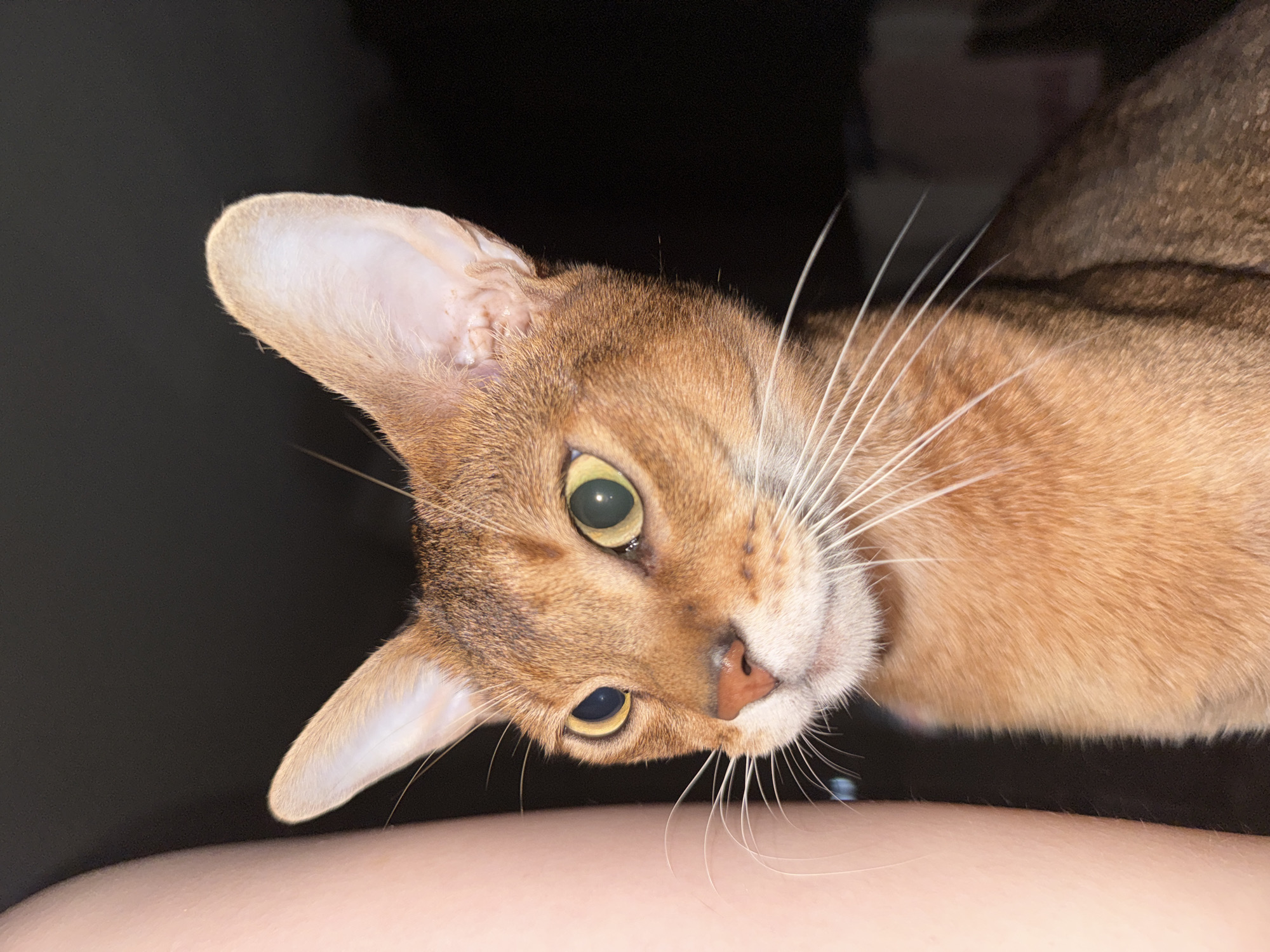 The image is a close-up, headshot of an Abyssinian cat. The cat is predominantly reddish-brown with subtle tabby markings on its head and body. It has large, expressive green eyes with black pupils. Its ears are large and pointed, characteristic of the breed. The cat's whiskers are long and white, fanning out from its muzzle. A portion of a human arm, appearing to be light-skinned, is visible on the left side of the frame, partially obscuring the cat's left side. The background is dark and indistinct, suggesting a low-light environment. The overall impression is of a domestic setting. There is no identifiable information within the image to associate it with Chaikovsky, Russia.