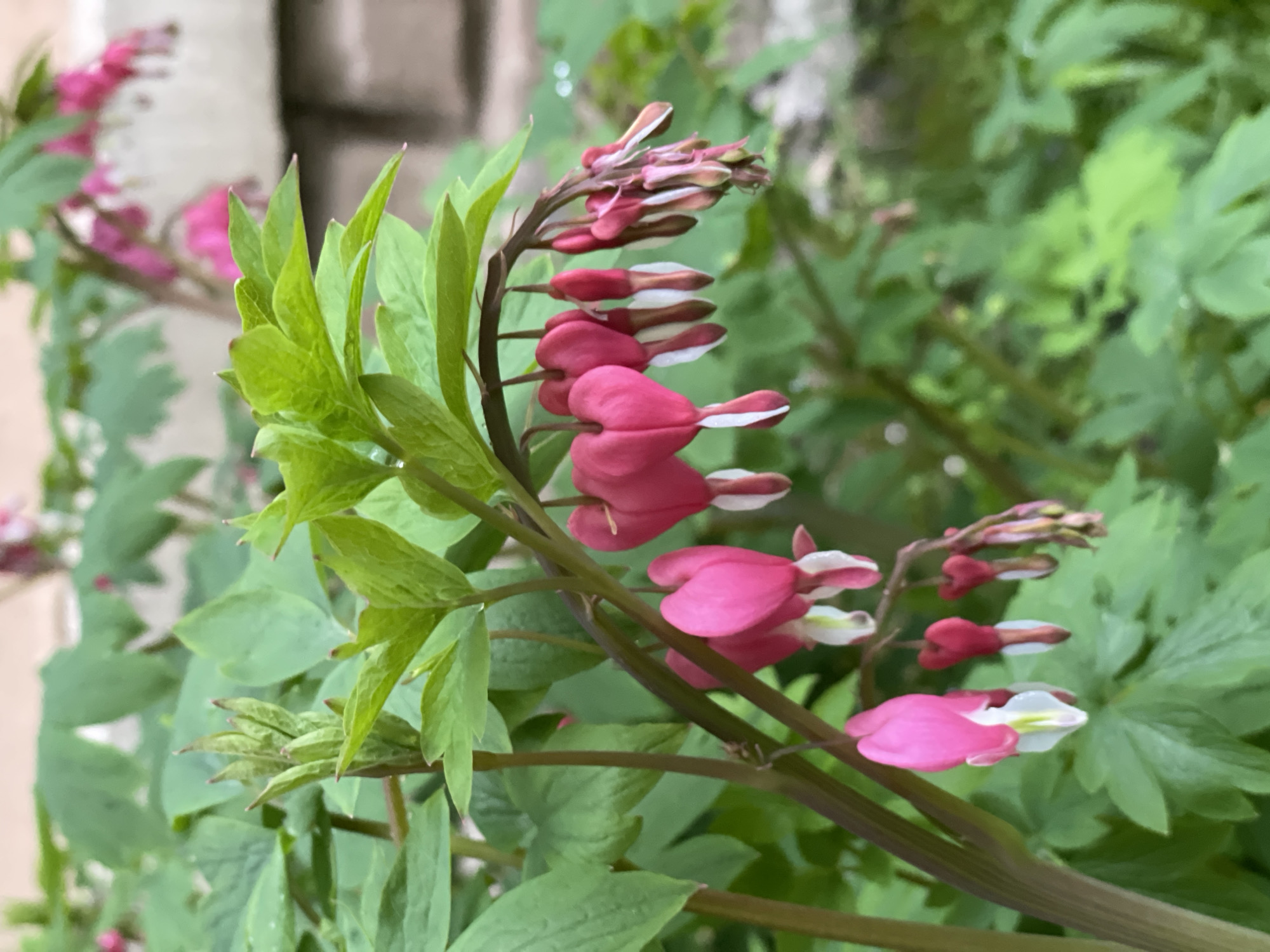 The image shows a close-up of bleeding heart flowers, with their distinctive heart shape and pink and white coloration. The flowers are attached to a curving stem surrounded by green leaves. The background includes blurred greenery and a brick wall. It is unknown whether this image was taken in Zheleznogorsk, Russia.