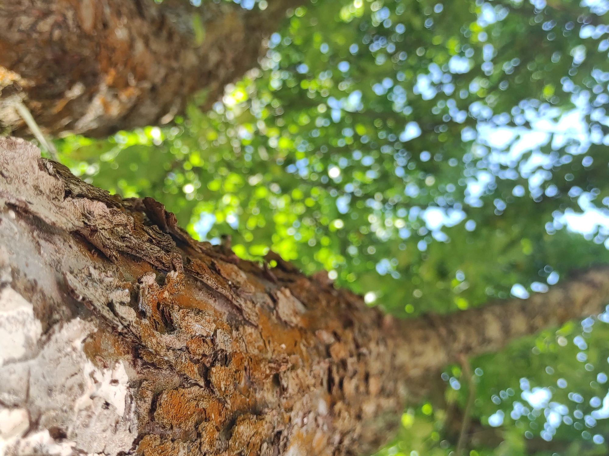 The image shows a close-up, low-angle view of tree bark. The bark is textured with rough, uneven surfaces in shades of brown, orange, and gray. In the background, the scene is blurred, revealing a canopy of green leaves with bokeh effects of light filtering through. The image is taken outdoors, likely in a natural setting such as a park or forest, and suggests a sunny day with dappled light. There are no people or specific landmarks visible that would indicate a precise location within a city.