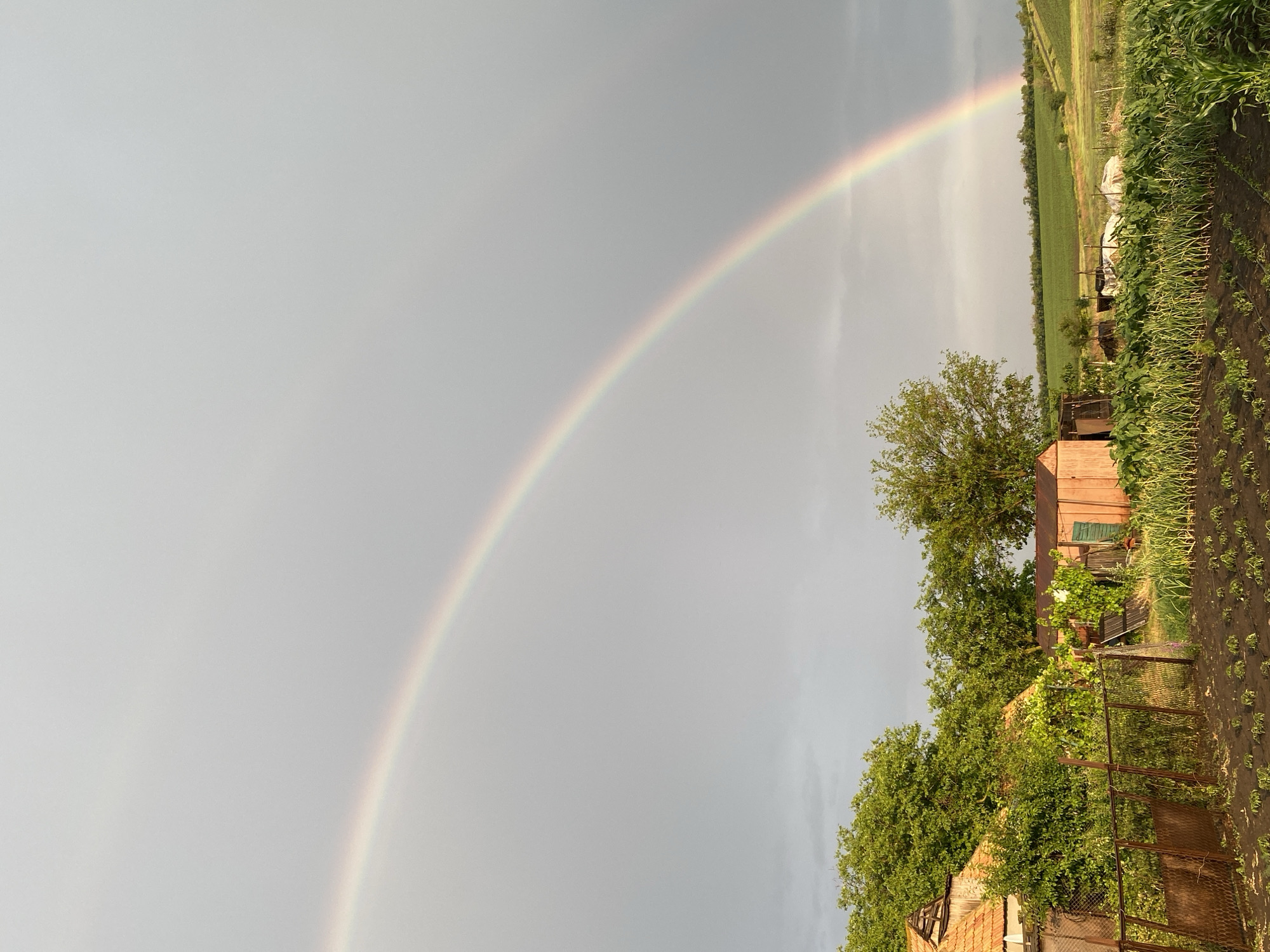 In a rural setting, a double rainbow arcs across a hazy gray sky. In the foreground, a dark patch of soil is planted with rows of small green seedlings. A rusty metal fence runs horizontally across the frame, bordering the garden. Behind the fence, a small, weathered orange shed stands to the right, next to a larger building with a terracotta-tiled roof and overgrown with green foliage. Lush green trees fill the middle ground, with a rolling landscape of green fields extending into the distance under the pale sky. The scene captures a serene, natural moment, possibly after a rain shower.