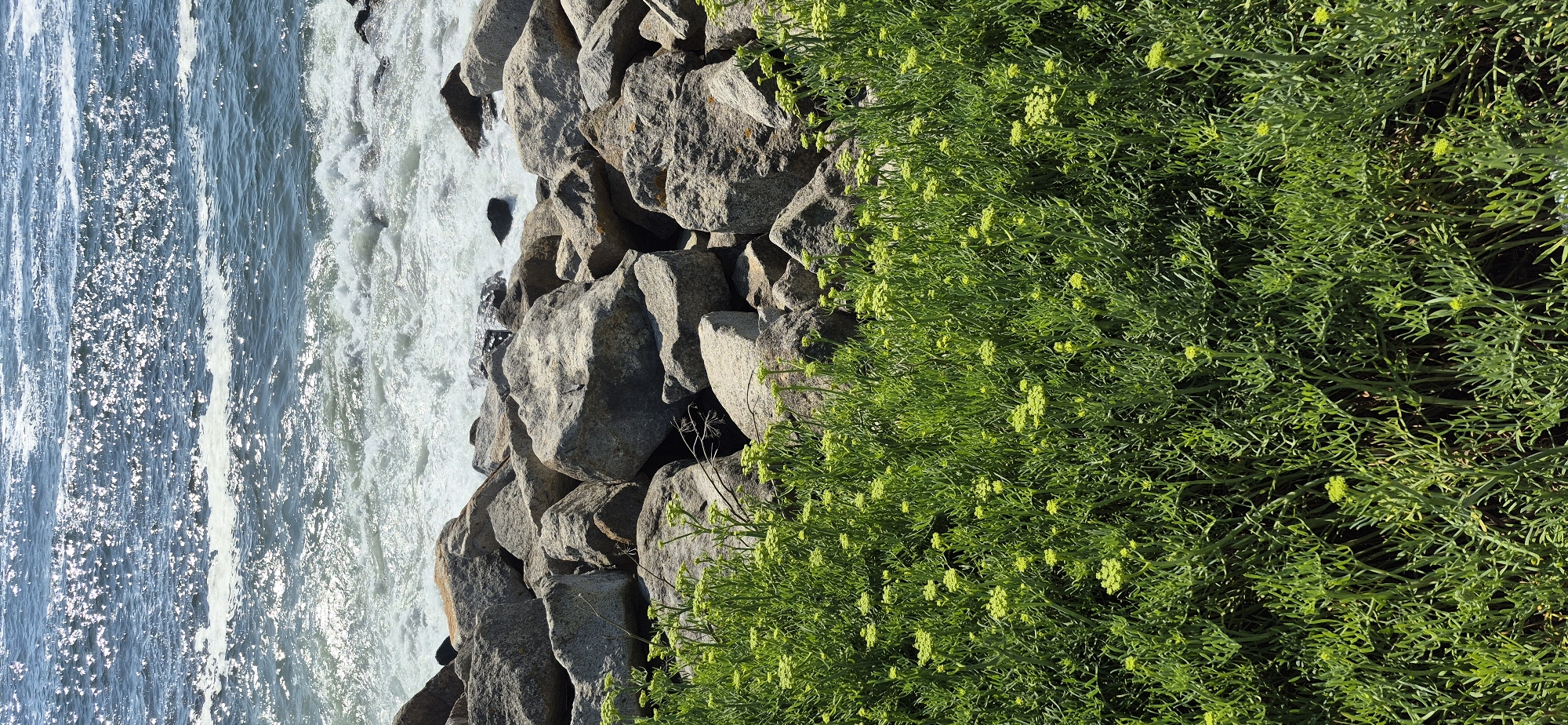 The image depicts a coastal scene in Vila do Conde, Portugal, featuring a rocky shoreline bordering a body of water. In the foreground, a dense patch of vibrant green succulent plants with small, pale yellow flower clusters grows close to the ground. Behind the vegetation, a collection of large, grey, weathered rocks forms a natural barrier against the sea. The water is a deep blue, with white foam and waves crashing against the rocks, creating a dynamic interplay of light and shadow on the surface. The sun glints off the water, suggesting a bright, clear day. No people are visible in the frame. The overall impression is one of natural coastal beauty, with the lush greenery contrasting against the rugged rocks and the powerful ocean.
