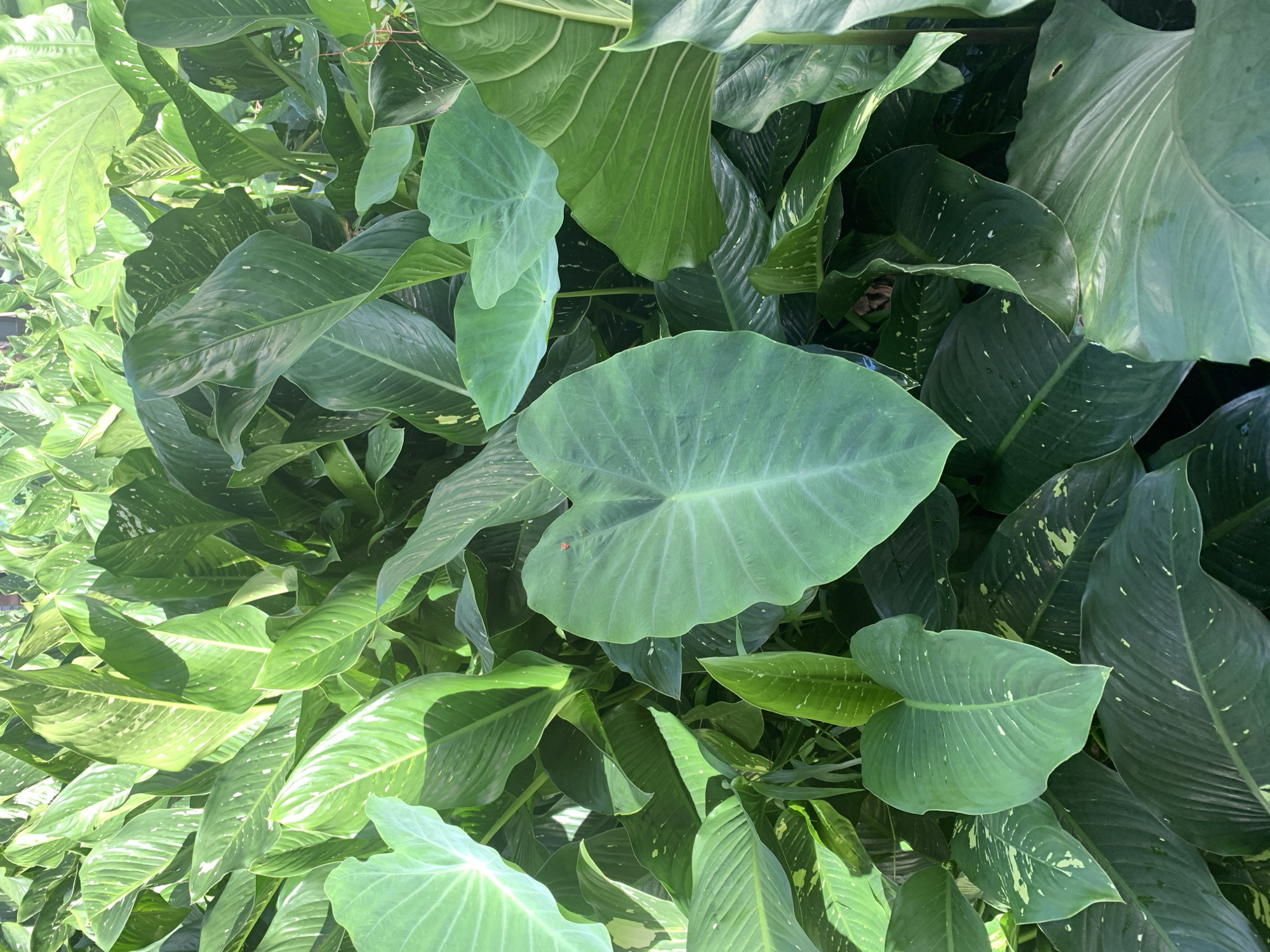 A dense collection of lush green foliage fills the frame, primarily comprised of large, broad leaves. The leaves exhibit varying shades of green, with some featuring a glossy sheen and others a more matte texture. Many of the leaves are speckled with lighter green or white markings, creating a variegated pattern. The arrangement of the leaves suggests a tropical plant species, possibly a Dieffenbachia or a type of elephant ear plant, densely packed together in a garden or nursery setting. Sunlight filters through the leaves, casting dappled shadows and highlighting the textures and veins within the foliage. No people or man-made structures are visible in the image. The scene evokes a sense of abundant natural growth. The location in Kuala Pembuang, Indonesia, suggests a humid, tropical climate conducive to such dense plant life.