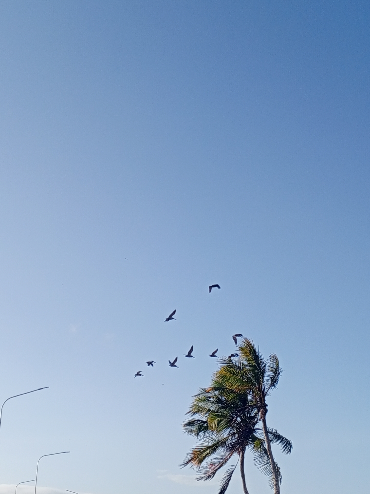 A daytime shot shows a clear blue sky in Porlamar, Venezuela. The lower right quadrant features a cluster of palm trees. A flock of dark-colored birds is in flight, forming a diagonal line across the center of the frame from the lower right toward the upper left. Two street lights are on the left side of the frame.