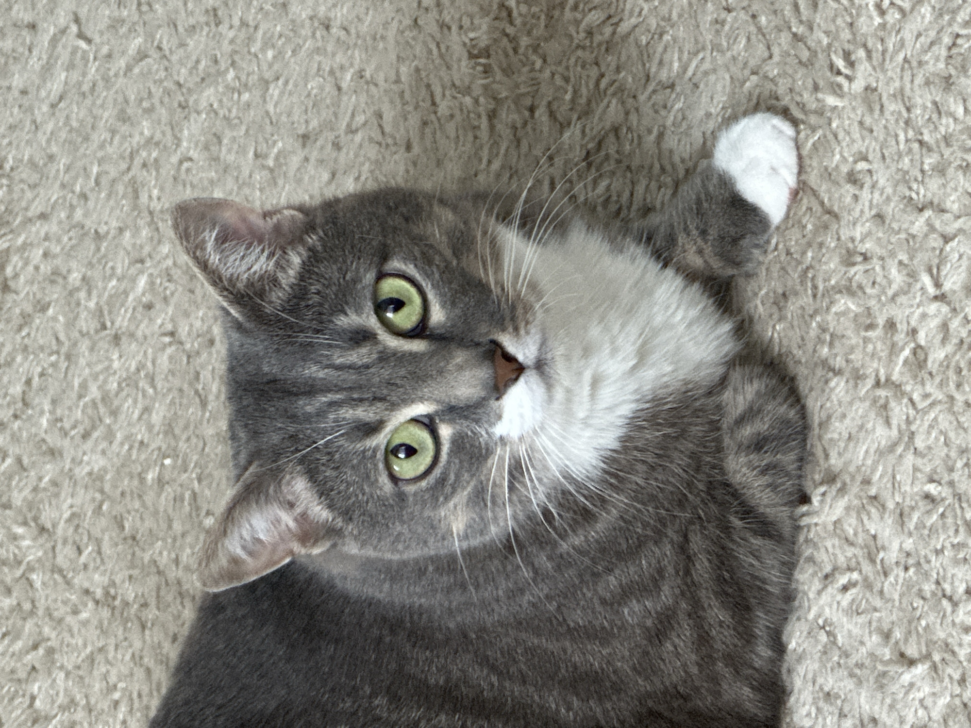 A grey tabby cat with green eyes is lying on a beige carpet. The cat has a white chest and a white paw. The cat's body is mostly visible, with its head turned towards the camera. The background is a soft, textured carpet.