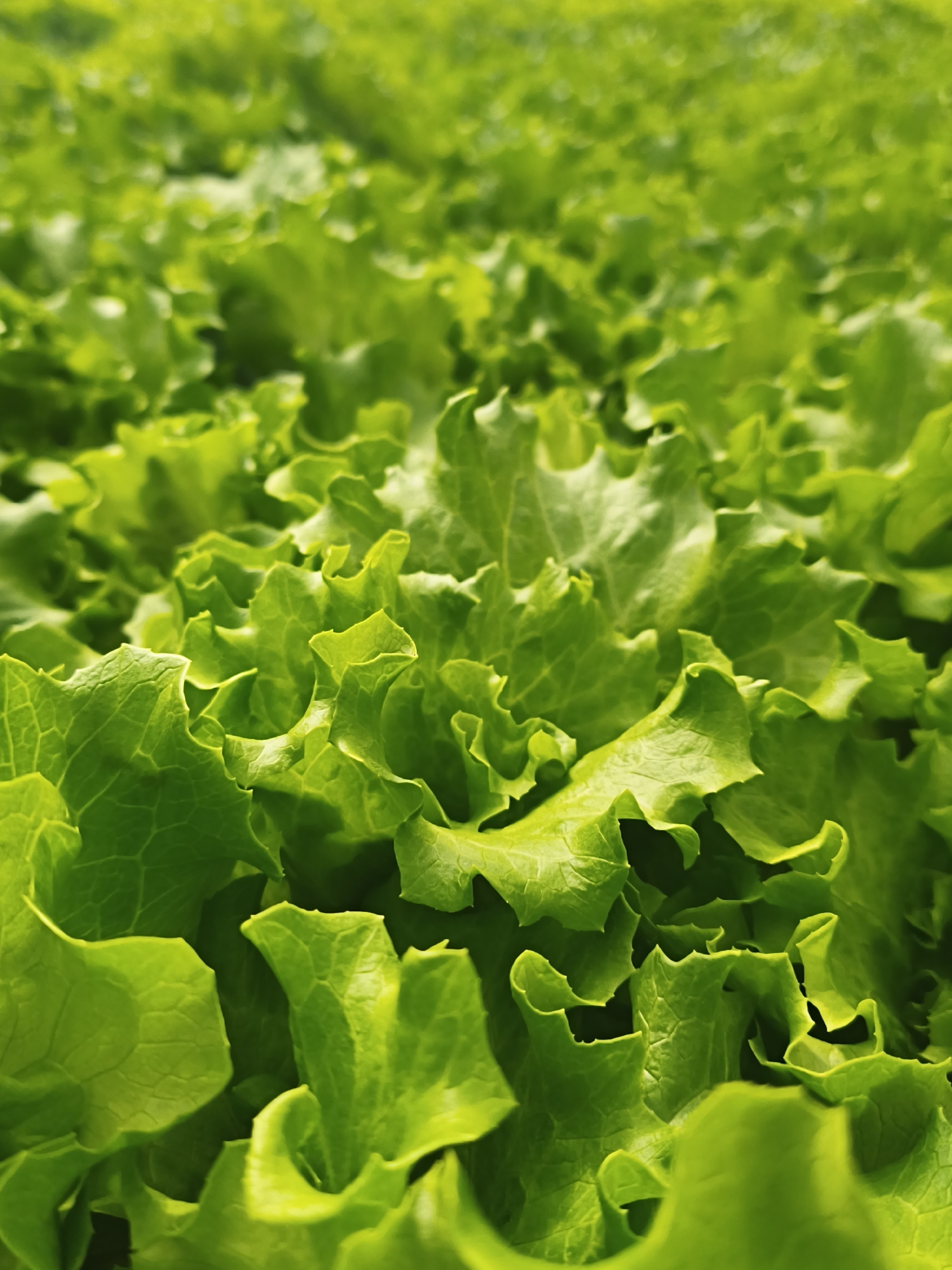 The image shows a close-up, low-angle view of a field of vibrant green lettuce. The leaves are ruffled and have distinct vein patterns, with sunlight highlighting their texture and creating shadows within the folds. The shallow depth of field blurs the background, suggesting an extensive field of the same crop stretching into the distance. There are no people, structures, or other objects visible in the frame. The scene is entirely focused on the natural growth of the lettuce.