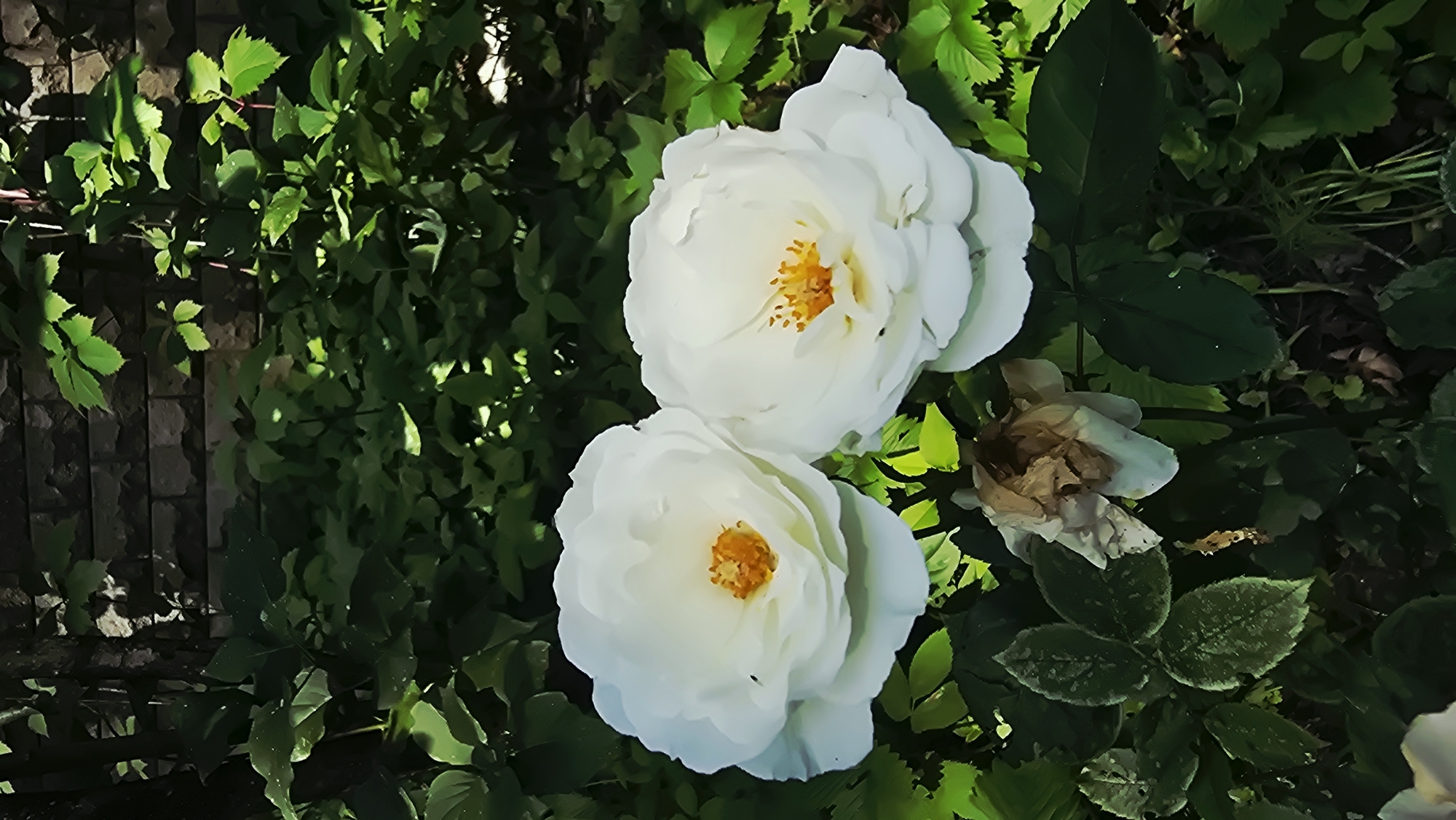 Two white roses with yellow centers are in focus in the foreground of the image. They are surrounded by green leaves. Behind the roses, a stone wall and more foliage are visible. The scene appears to be outdoors, likely in a garden or park setting within the city of Il’inskiy, Russia. The lighting suggests it is daytime, with dappled sunlight filtering through the leaves. There are no people or animals visible in the image.