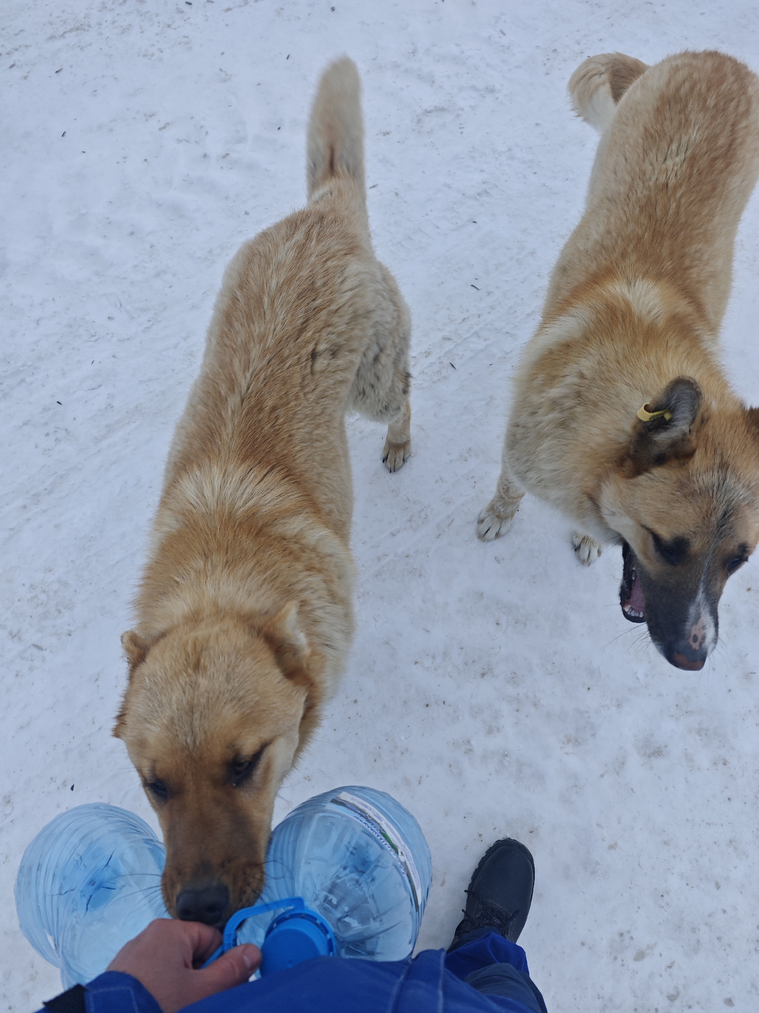 The image shows two medium-sized, light brown dogs standing in a snowy environment. A person wearing a blue jumpsuit and black shoes is holding two large blue water bottles. The dogs appear to be interacting with the person and the bottles, with one dog sniffing at the bottles. The background consists of a flat, white, snow-covered surface. A yellow tag is visible on one of the dogs' ears. The location is unknown. The city and country is unknown, Russia.