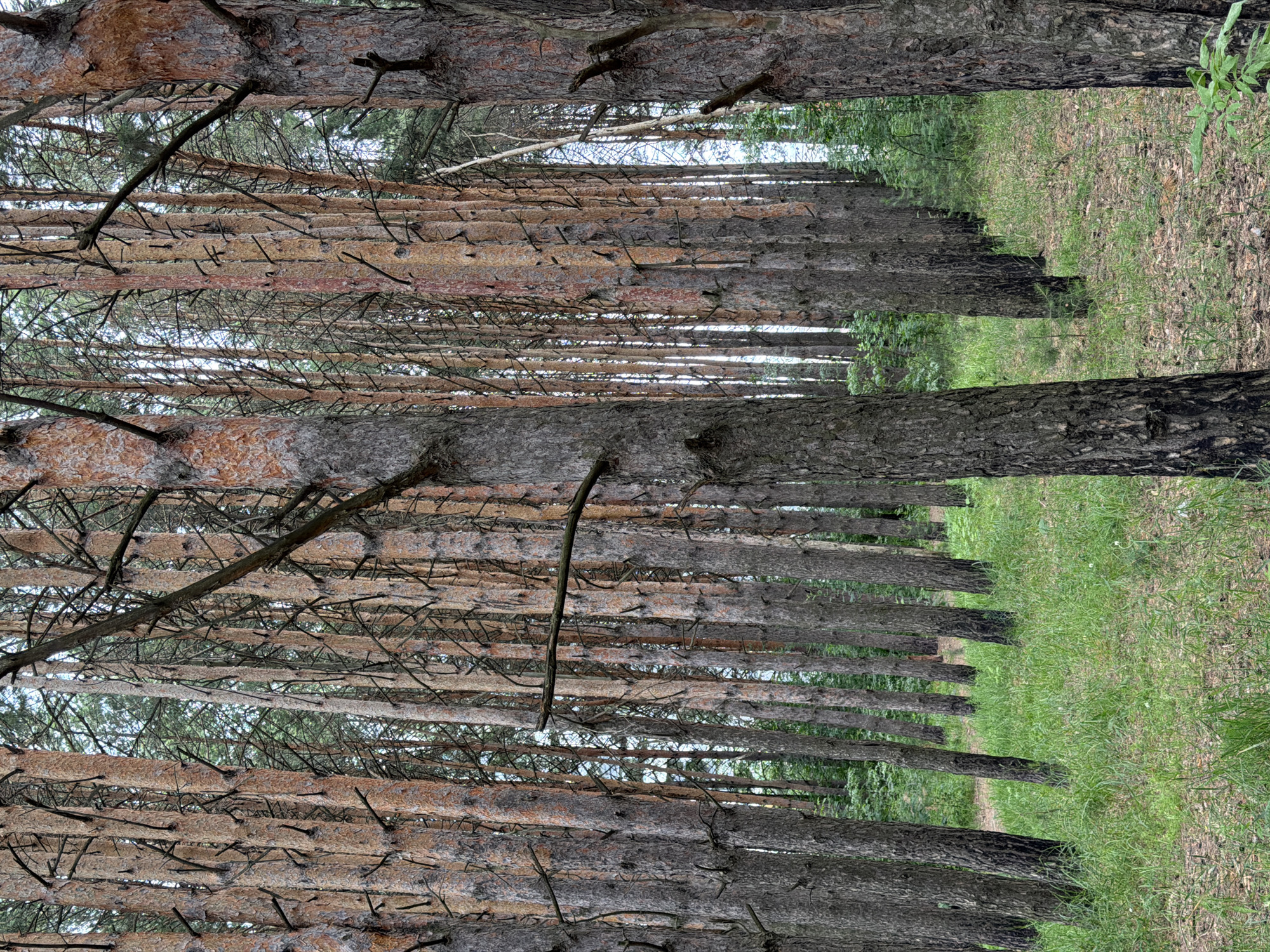 An eye-level shot captures a dense pine forest with a carpet of green grass and dry pine needles on the ground. The sun filters through the canopy, casting shadows and creating a natural, untamed ambiance. The trees, with their rough bark and varying shades of brown and gray, stand tall and straight, creating a sense of depth and perspective. A few scattered branches protrude from the trunks, adding to the wild, natural beauty of the scene. The overall impression is one of peaceful solitude and natural grandeur.