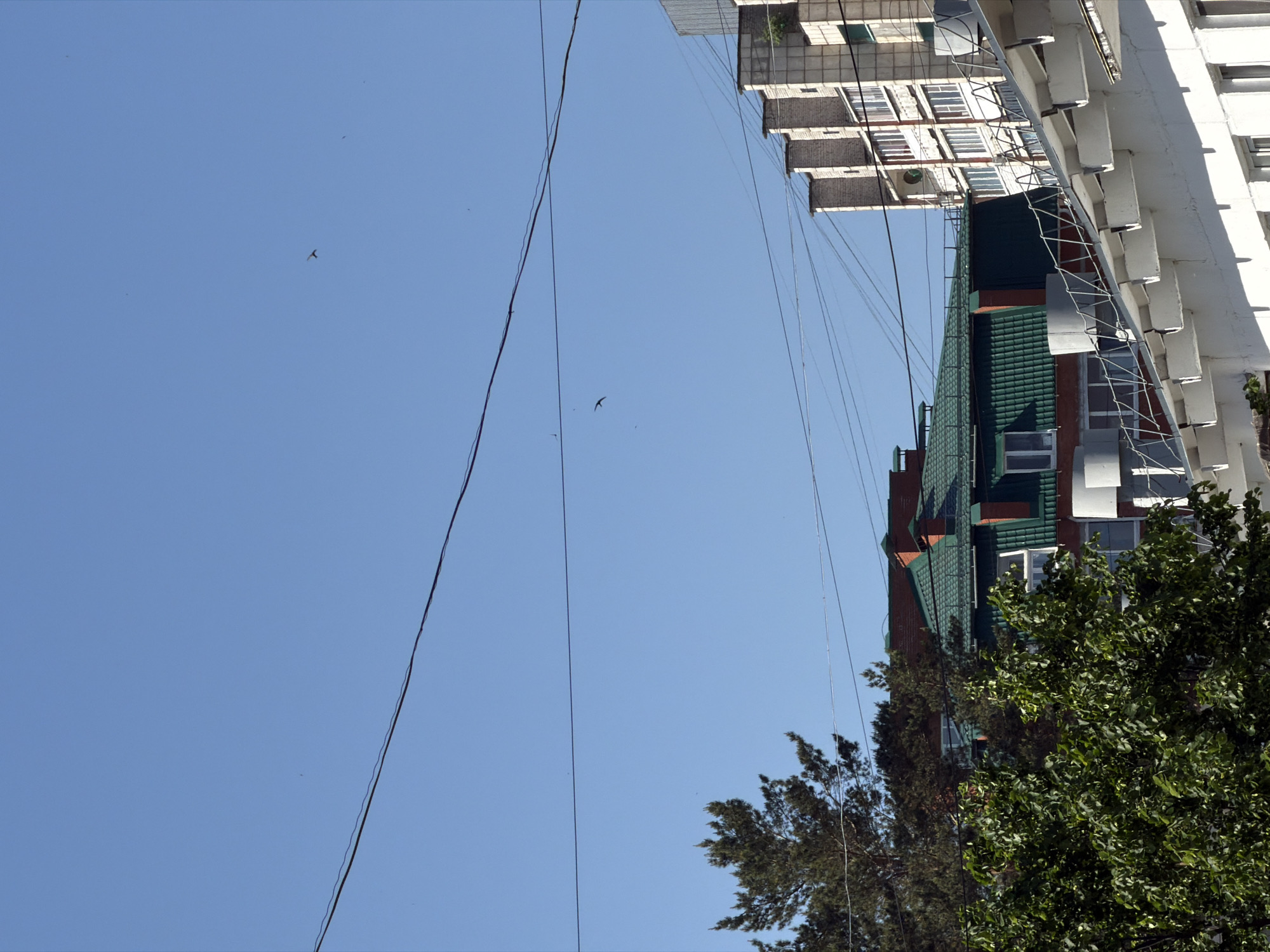 The image shows a view looking up at buildings and a sky in Chaikovsky, Russia. The architecture consists of a high-rise apartment building with white balconies, and a multi-story brick building with a green roof. Power lines traverse the clear blue sky. There are two birds flying in the sky. A tree with green foliage partially obscures the lower part of the brick building.