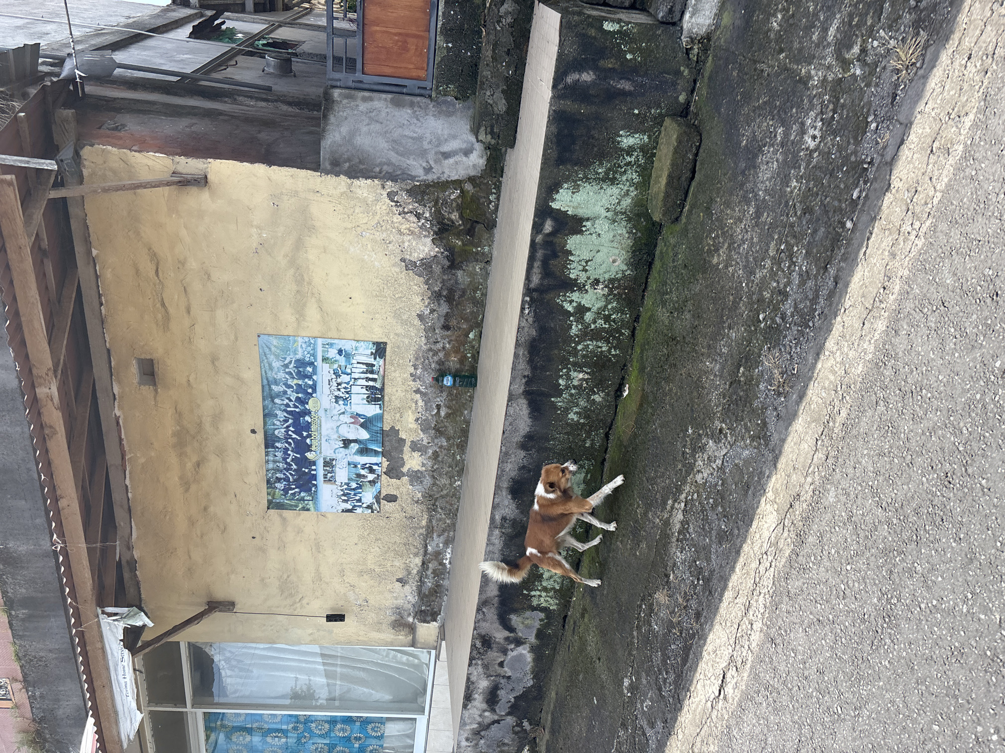 The image shows a dog standing in a narrow passageway in what appears to be Kerambitan, Indonesia. The passageway is defined by a building on the left with a yellowish wall and a gray stone wall on the right, adjacent to an asphalt road. A poster is affixed to the building wall, and a window with patterned curtains is visible. The dog is brown and white, facing away from the building. The environment exhibits signs of wear and moisture, with moss and discoloration on the stone wall.