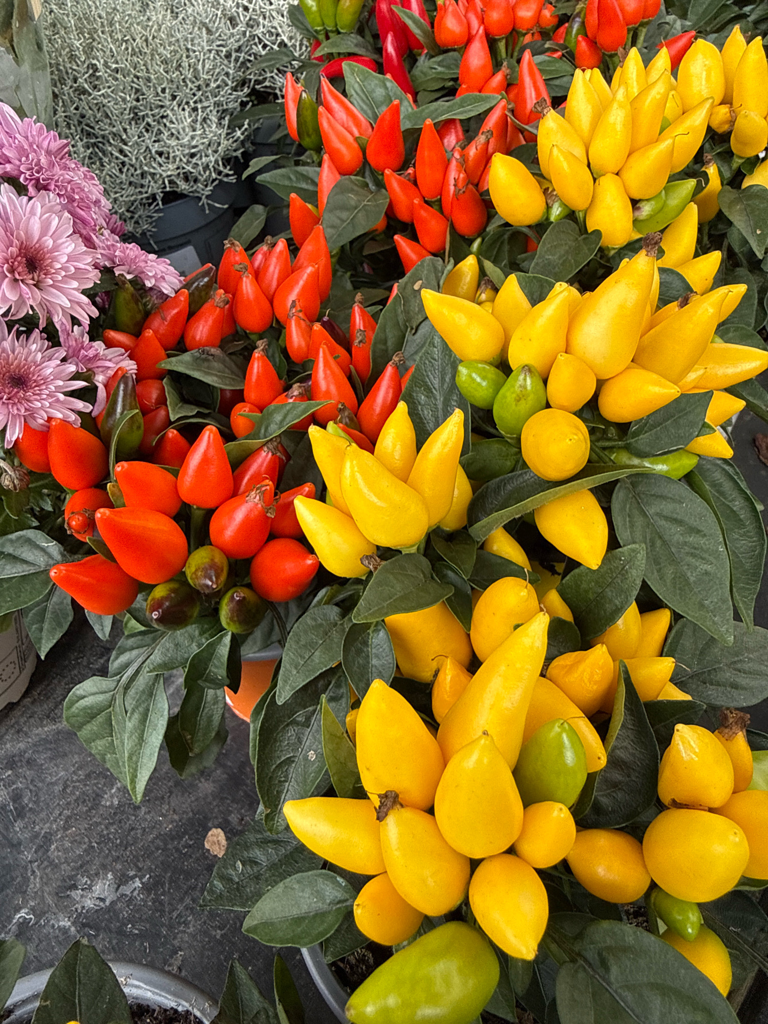 The image shows a close-up view of several potted plants with vibrantly colored chili peppers and pink chrysanthemums. The chili peppers are a mix of bright red and yellow, and some are still green. They are clustered together on their stems, with lush green leaves surrounding them. In the upper left corner, the delicate petals of pink chrysanthemums are visible, adding a softer texture to the scene. The plants appear to be in an outdoor setting, possibly a market or garden center, given the dark, textured ground and the presence of pots. There are no people or animals visible in the image. The focus is entirely on the colorful produce and flowers, creating a visually rich and detailed still life. The scene is forensic in its clarity, capturing the textures and colors with high fidelity. It is not possible to determine the specific location in Bad Sachsa, Germany from the image content alone.