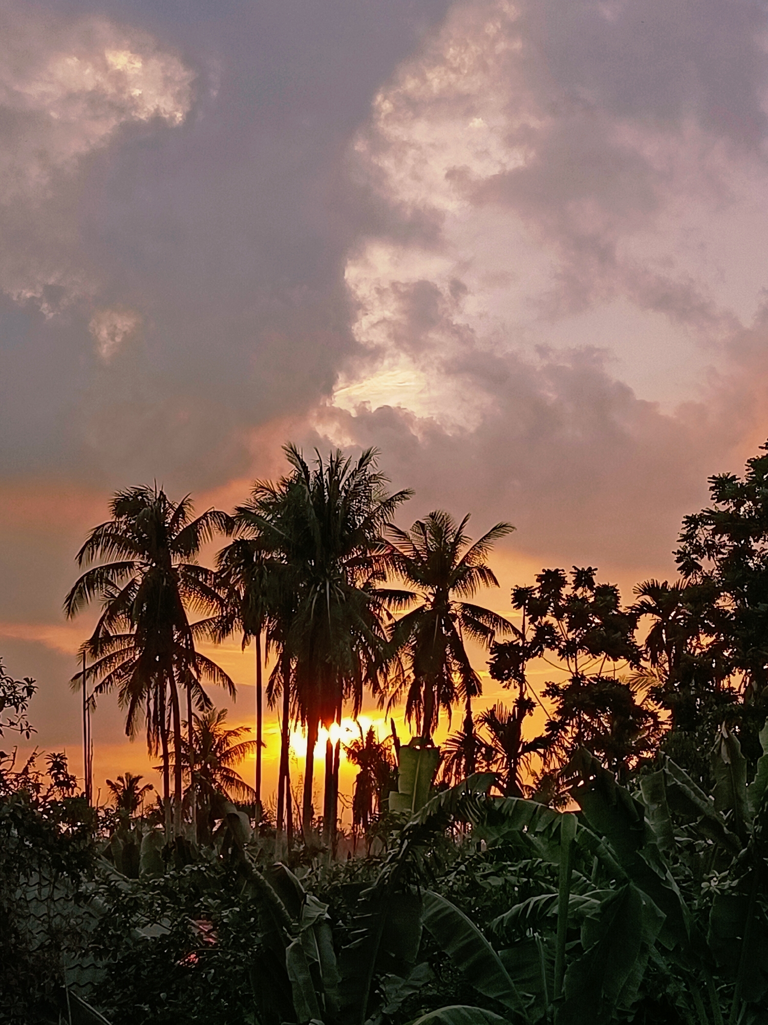 A silhouette of palm trees and lush foliage is visible against a dramatic sunset sky over Blang Cut, Indonesia. The sky is a gradient of orange, pink, and gray, with thick clouds partially obscuring the setting sun, which casts a warm glow. The foreground is dominated by dark green, leafy plants, including what appear to be banana leaves. In the mid-ground, several palm trees stand tall, their fronds outlined by the sunset. The overall impression is one of tropical tranquility at dusk.