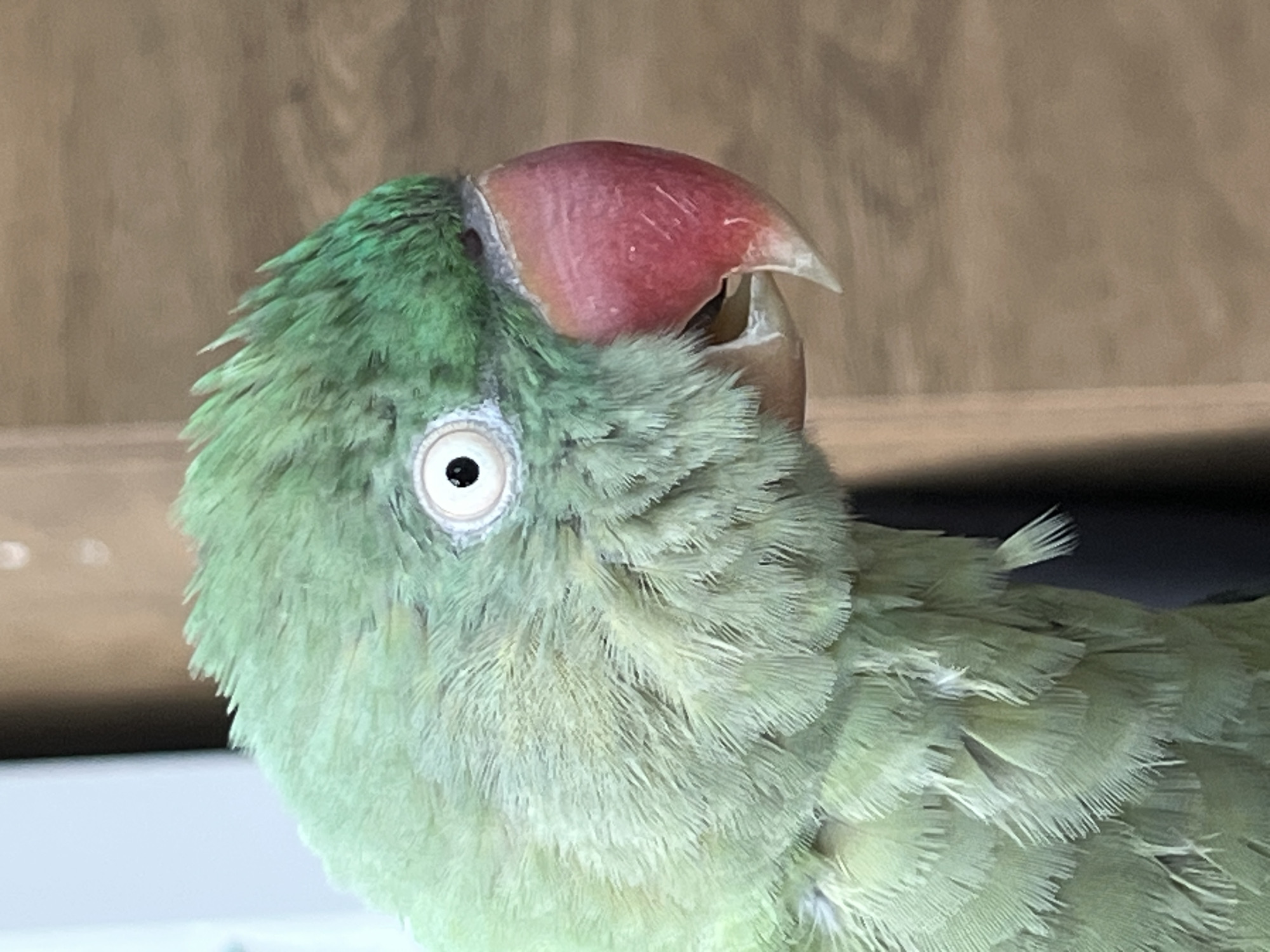 The scene, located in the city of Pazardzhik, Bulgaria, depicts a close-up, profile view of a single green parrot facing right. The bird's plumage is predominantly green, with a darker, more saturated green on the crown and forehead, transitioning to a lighter, lime-green on the cheeks and neck. The left eye is prominent, featuring a black pupil centered within a bright white iris, bordered by a narrow, pale pinkish-white orbital ring. The upper mandible of the beak is a distinct reddish-pink, strongly curved, and terminates in a pale, off-white tip. Subtle vertical striations and minor superficial abrasions are visible on the beak's surface. The lower mandible is partially visible, appearing lighter in color, and the beak is slightly ajar. The bird's body feathers, visible on the neck and upper chest, appear slightly ruffled, revealing individual feather structures. The background is heavily blurred and out of focus, consisting of an indistinct light, possibly white or pale blue, vertical element on the left, and warm brown and beige tones on the right, consistent with an indoor environment. No other subjects or specific actions are discernible.