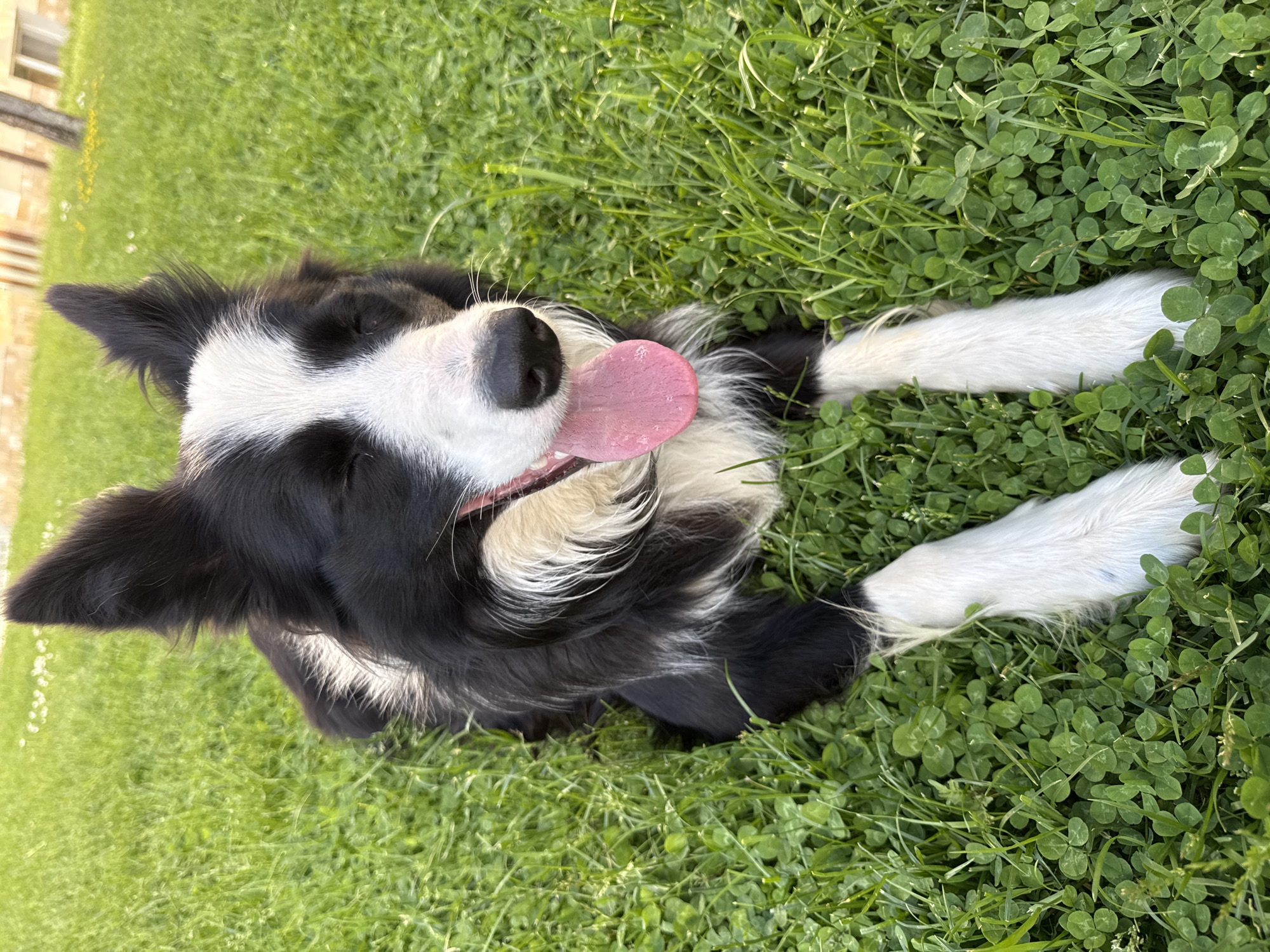 A black and white Border Collie dog lies on its back in a patch of green grass and clover. The dog's tongue is lolling out of its mouth, and its eyes are closed. The photo is taken outdoors in daylight. The location cannot be determined from the image.