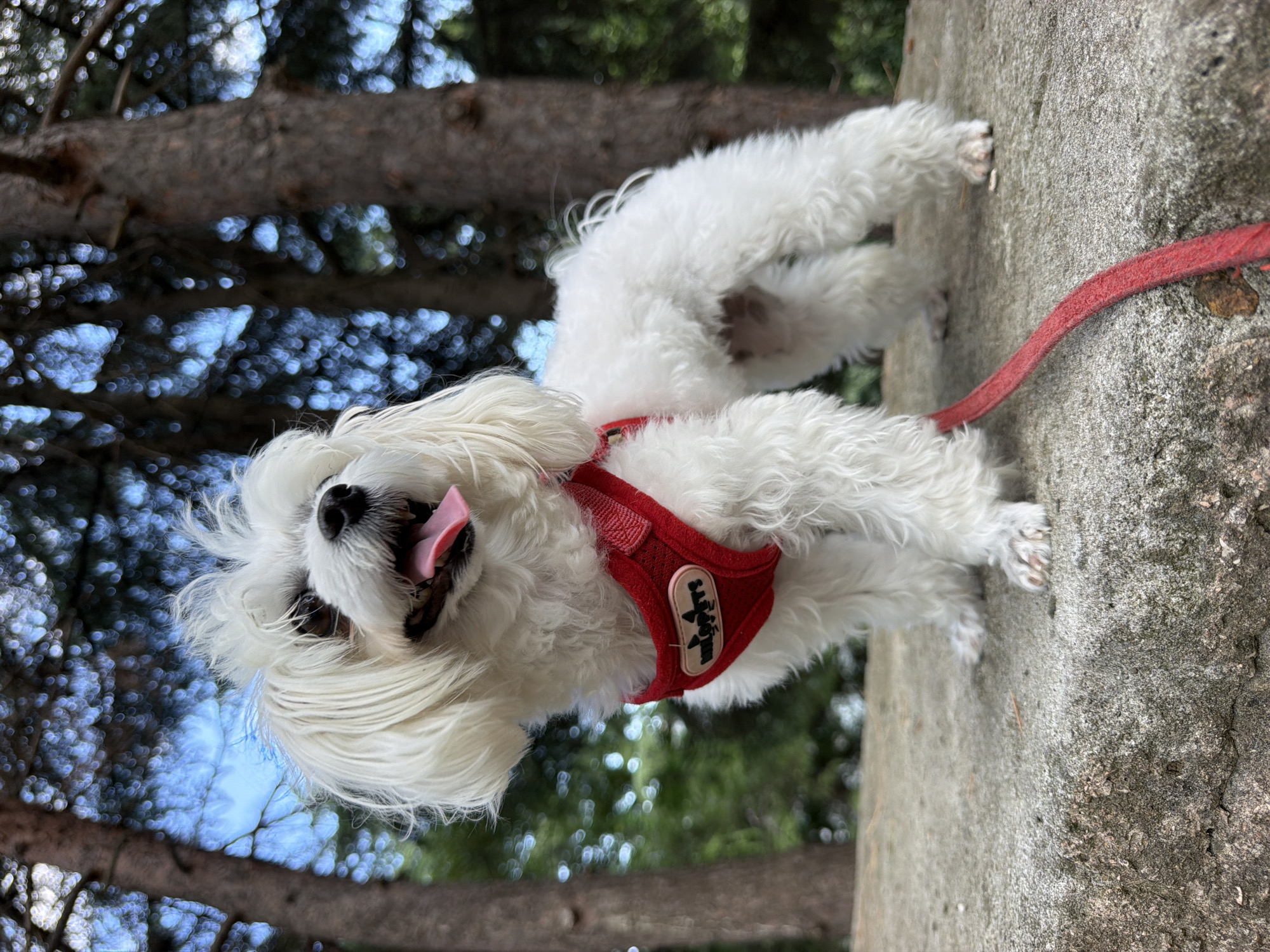 A white Maltese dog wearing a red harness stands on a concrete ledge outdoors. The dog is facing left, with its tongue hanging out and its mouth open. Its fur is long and wavy. In the background, there are trees and a blurred sky. A red leash extends from the harness to the lower right of the frame. The scene appears to be in a park or wooded area. The image does not provide specific information about the location within the city of Partenit, Ukraine.