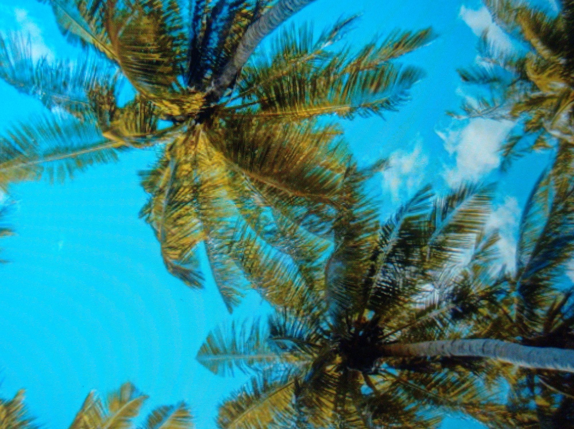 The image is a close-up, low-angle shot of several palm trees against a bright blue sky with scattered white clouds. The palm fronds are predominantly green and yellow, suggesting they are either sun-drenched or in a state of slight decay. The trunks of the trees are visible in varying degrees of focus, appearing textured and greyish-brown. The scene is vibrant and tropical in nature. There are no people or specific urban landmarks visible that would indicate a location in Mukachevo, Ukraine, a city not typically known for palm trees. The image is composed entirely of natural elements.