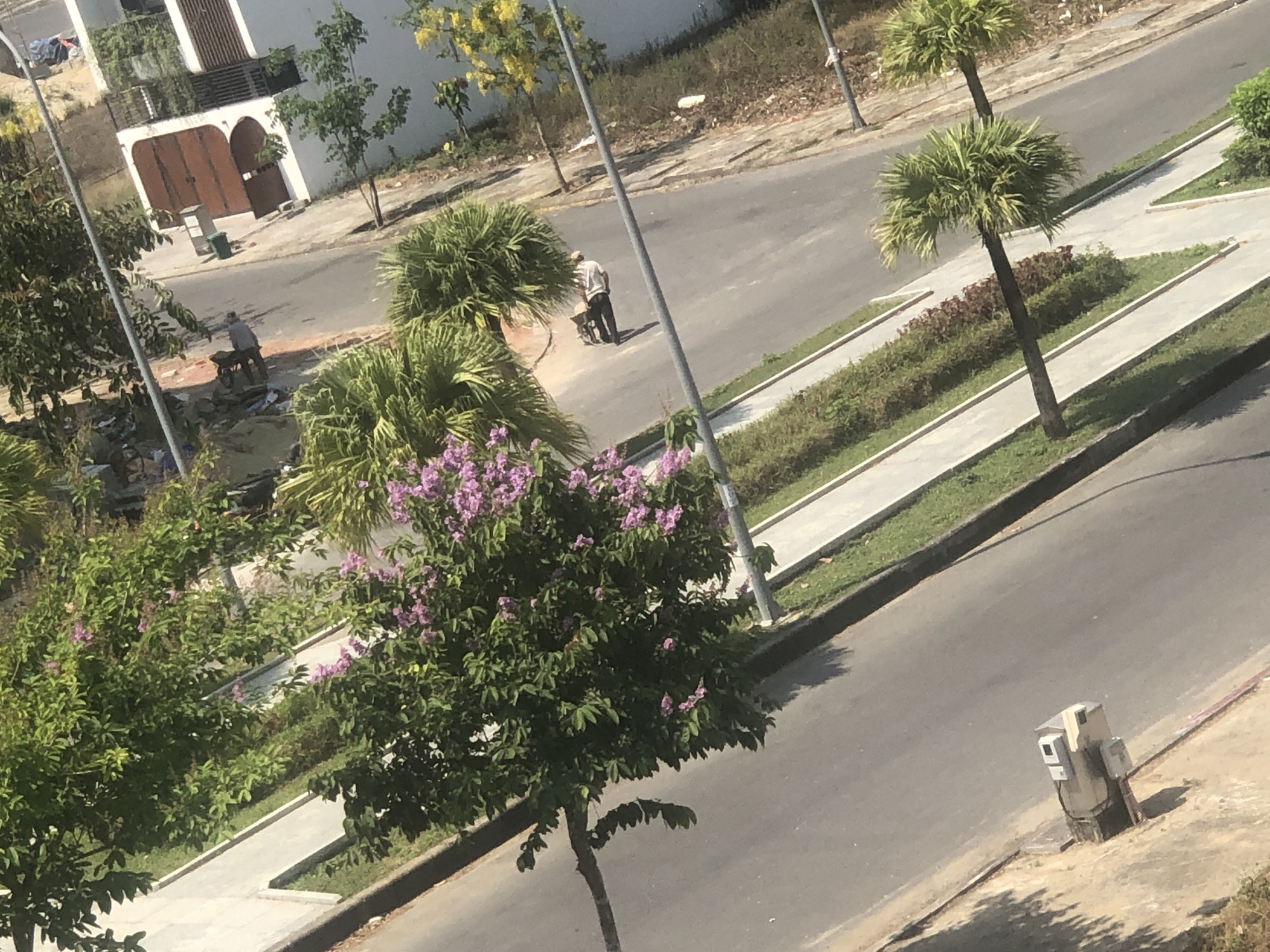 This image presents an elevated view of a sunlit street scene, likely in an urban or suburban area of Đà Nẵng, Vietnam. The time of day appears to be mid-day or early afternoon, indicated by the bright light and distinct shadows cast by trees and objects.
In the mid-ground, a man wearing a light-colored shirt and dark pants is seen from behind, pushing a black wheelbarrow along the side of the paved road. Further to the left and slightly behind him, another person is visible near what appears to be a construction site or a pile of debris next to a building.
The street is bordered by sidewalks and green verges planted with various trees and bushes. Several palm trees with fan-shaped fronds are scattered throughout the scene, notably on the right side of the road. A large tree with vibrant purple blossoms is prominent in the foreground on the left. In the background, residential buildings with white facades and dark wooden gates are visible. Utility poles and a street light line the road. On the bottom right, an electrical meter box is attached to a post beside the road. No discernible text is visible in the image.