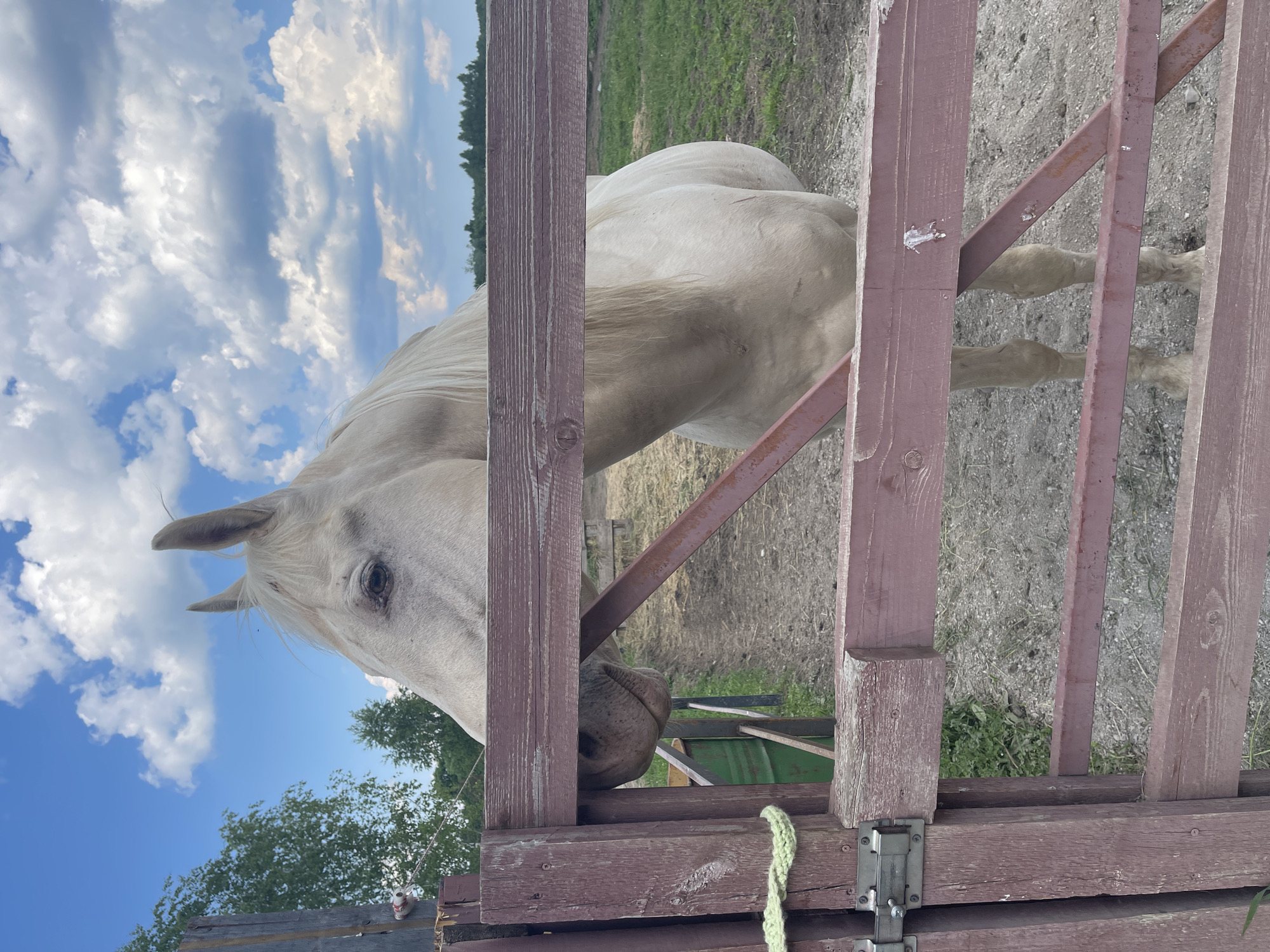 A pale horse is standing behind a wooden fence on a dirt and grassy ground. The horse is light-colored with a light mane. The fence is made of dark red wooden planks and has a metal latch. The horse's head and neck are visible over the top of the fence, and its body is partially obscured. The background shows a green field, trees, and a cloudy blue sky. The image is taken from a low angle, looking up at the horse and fence.