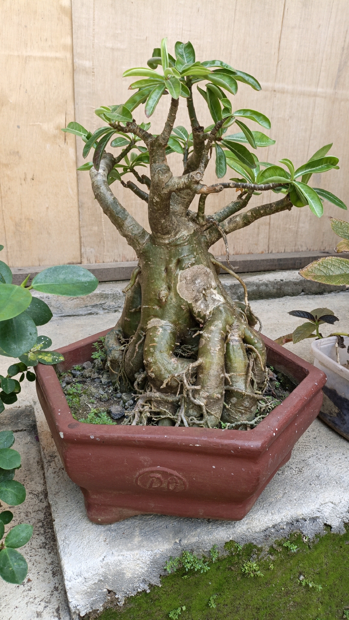 An indoor bonsai tree with a thick, gnarled trunk and exposed roots is displayed in a dark red, hexagonal pot. The pot sits on a textured concrete surface, with patches of green moss and small plants growing around its base. In the background, a light brown wooden wall serves as a backdrop. The bonsai tree has bright green leaves clustered at the ends of its branches. The scene appears to be an outdoor setting, possibly a garden or patio, given the natural elements like moss and the presence of other plants in the background, some of which are partially visible. The overall impression is one of careful cultivation and artistic presentation of the bonsai. The location is Cikal, Indonesia.