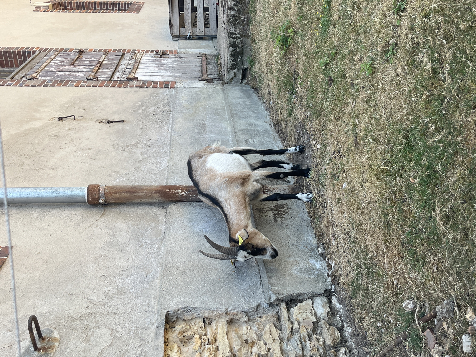 A brown and white goat with horns and a yellow tag in its ear is leaning its head against a textured concrete wall in Rambouillet, France. The goat is standing on dry grass and dirt. To the left of the goat, there is a section of rough stone wall. To the right of the goat, there is a metal pipe attached to the concrete wall. Further to the right, a weathered wooden door with metal hinges is set into a brick and concrete building. A wooden pallet stands to the right of the doorway. The scene is outdoors in daylight.