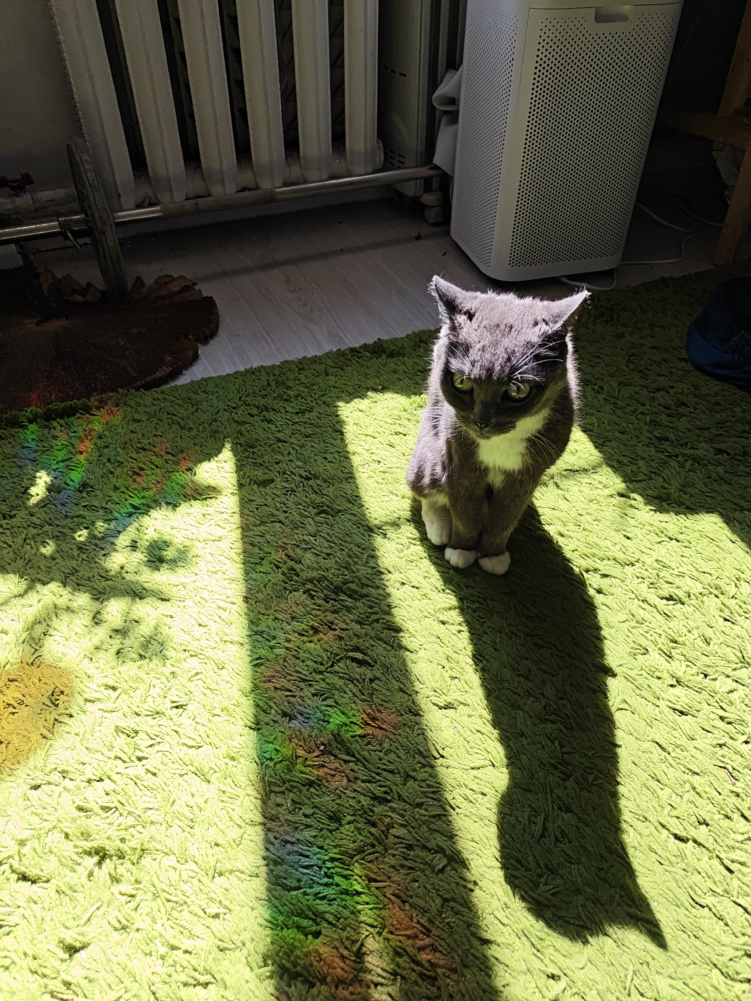 A gray cat with white paws and chest sits on a green shag rug in a room. Sunlight streams in from the right, casting a long shadow of the cat on the rug. A rainbow-like reflection is visible on the rug to the left of the cat. In the background, a white air purifier stands next to a radiator. A dark, circular object with a spiky edge is partially visible on the floor in the upper left corner. The flooring appears to be light-colored laminate. The image does not provide any specific context or identifiable landmarks to suggest a location in the city of Rodniki, Russia.