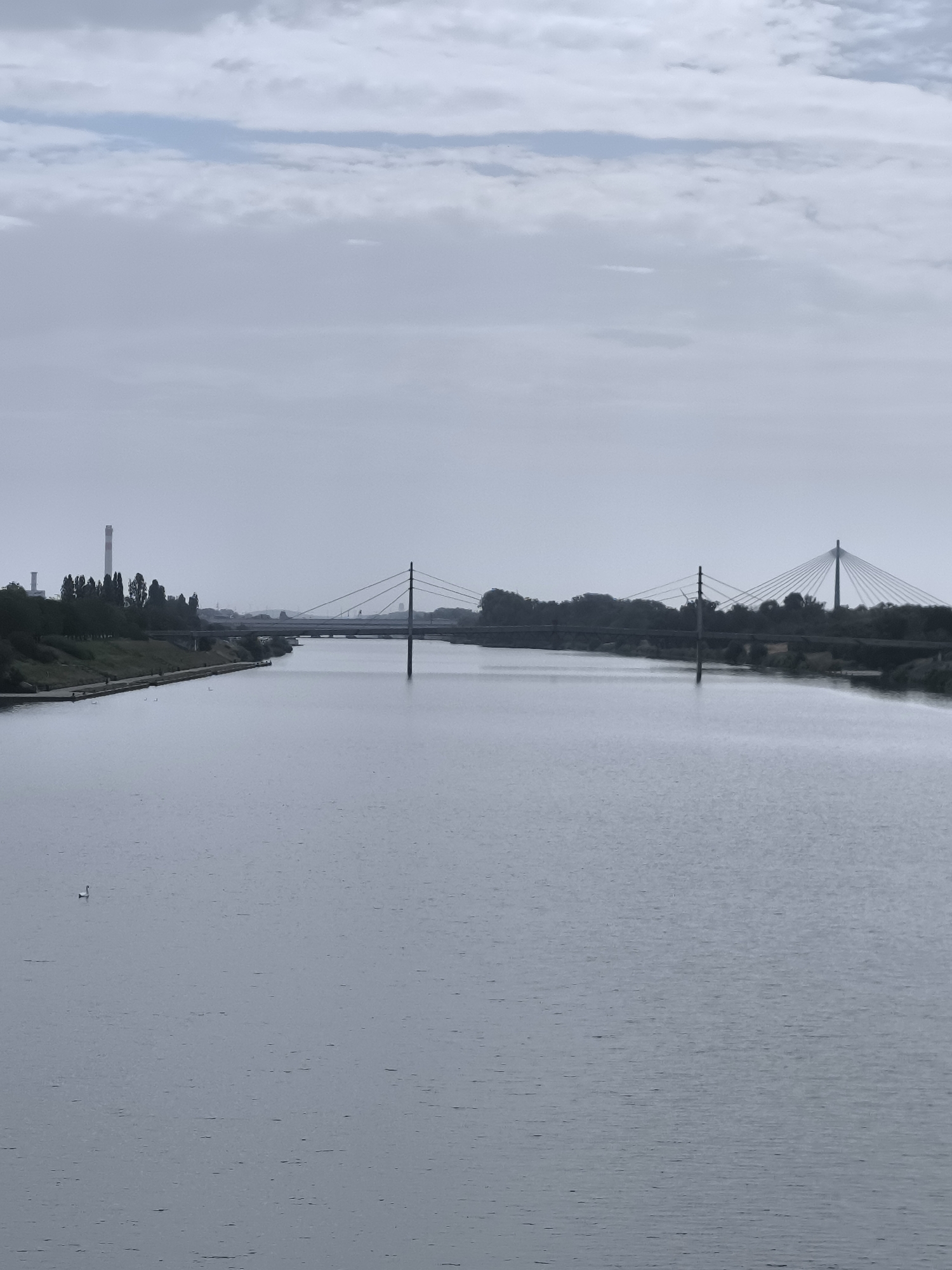 The image depicts a wide river, likely the Danube, flowing through a city under an overcast sky. On the left bank, there is a paved walkway with a grassy area behind it, dotted with trees. Industrial structures, including a tall chimney stack, are visible in the distance on the left. Two bridges span the river. The closer bridge is a cable-stayed bridge with a single pylon. Further in the distance, another cable-stayed bridge with two pylons is visible. A single swan is swimming in the river on the left side of the frame. The overall atmosphere is muted and somewhat somber due to the cloudy weather.