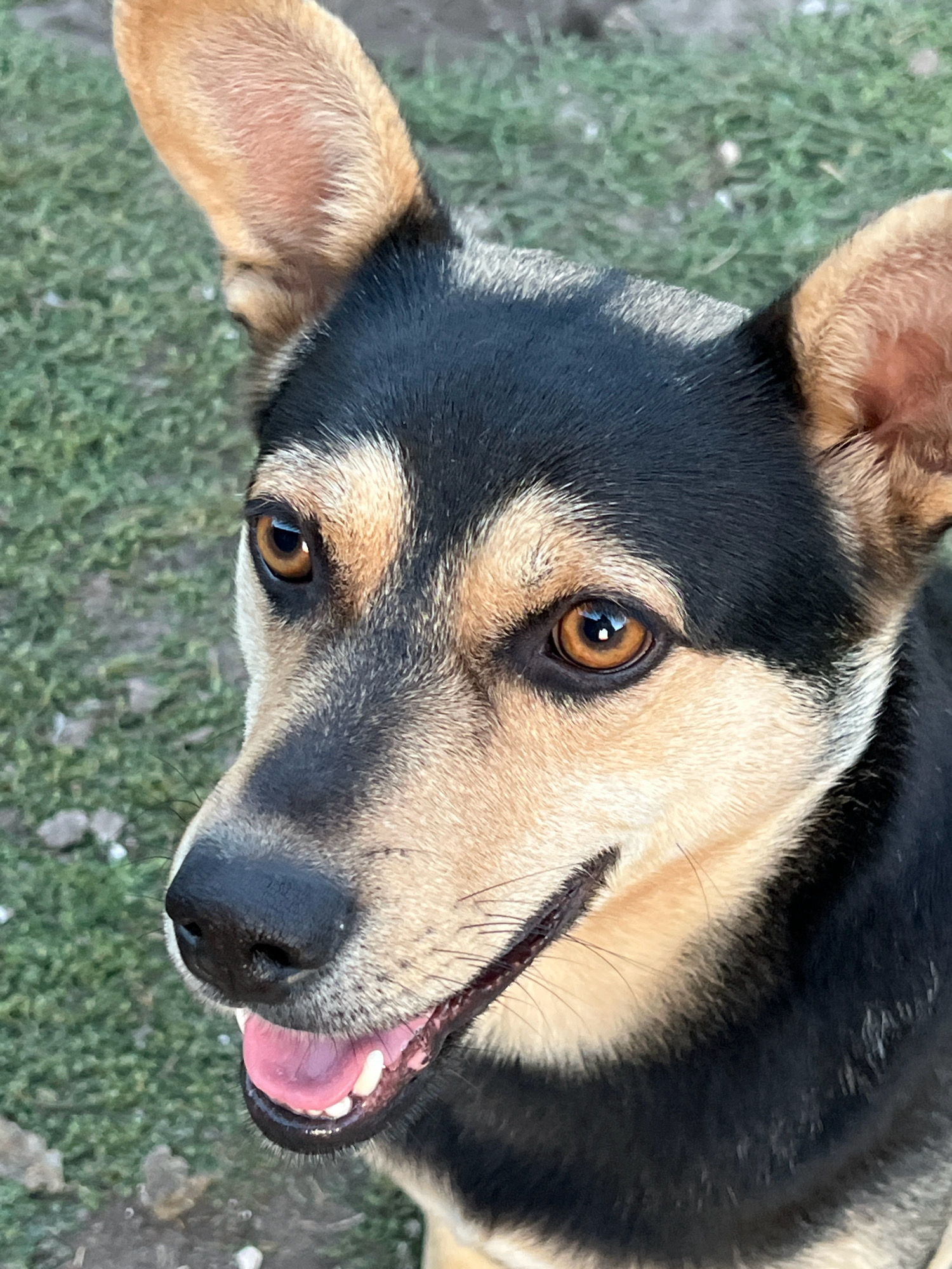 A medium-sized dog with black and tan fur is looking upwards. The dog has large, expressive brown eyes and prominent tan ears. Its mouth is slightly open, revealing a pink tongue and white teeth. The background consists of green grass, suggesting an outdoor setting. The image appears to be a close-up portrait of the dog. No information about the city of Vertelka, Ukraine, or any forensic details is present in the image.