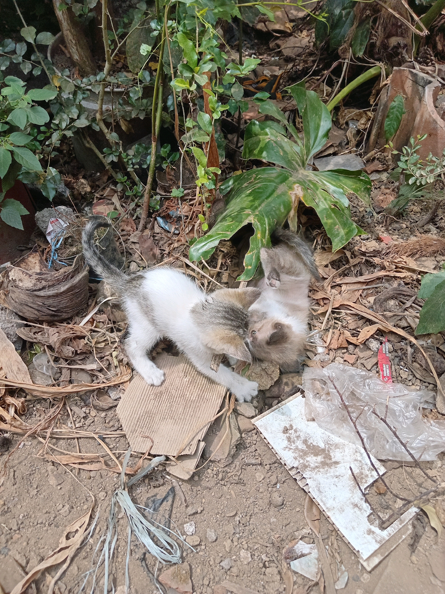 The image captures a natural outdoor environment, likely a backyard or undeveloped area, on what appears to be a daytime. The ground is covered with dirt, dry leaves, and scattered debris, including pieces of cardboard, plastic, and what seems to be a broken terracotta pot. Lush green foliage and plants are visible in the background, suggesting a somewhat overgrown or wild setting.
The main subjects are two kittens, appearing to be of the same litter, engaged in playful interaction. One kitten, predominantly white with grey tabby markings, is on its paws, facing towards the other. Its tail is raised, and its body is leaning forward, indicating movement or a preparatory stance for play. The second kitten is lying on its back, paws in the air, in a relaxed, playful pose. This kitten is also a mix of white and grey tabby. They are situated amidst the debris and vegetation, with one kitten on a piece of cardboard. There is no indication of human presence in the immediate vicinity.