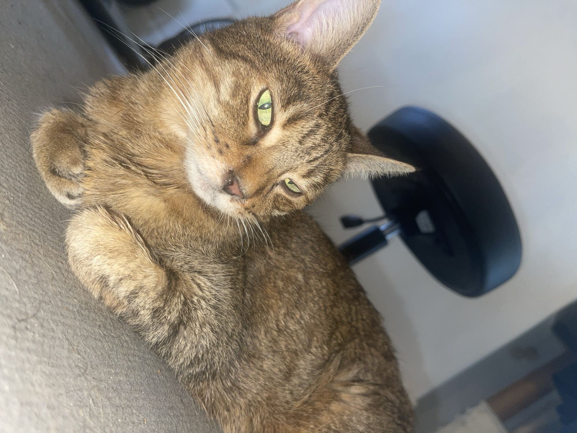 A domestic shorthair cat with tabby markings and green eyes is lying down indoors, with its body angled to the right and its head turned to the left. The cat is resting on a textured grey surface, possibly a rug or upholstery. In the background, a black office chair is visible. The lighting suggests an indoor environment, possibly under a desk or table. There is no indication of the city of Paris, France, in the image.