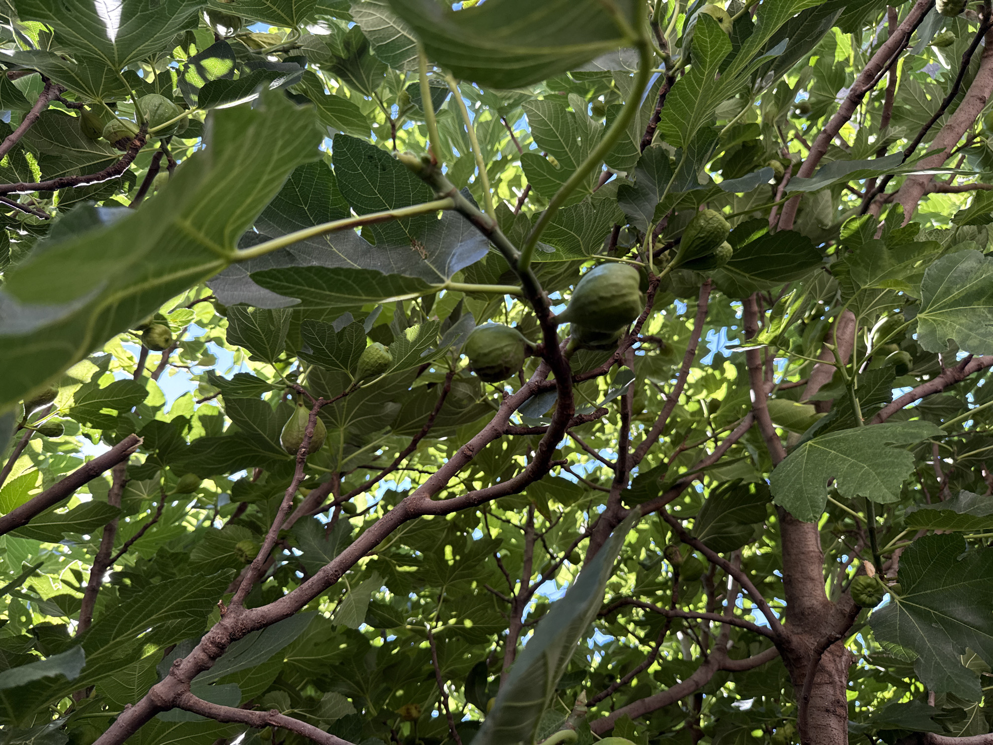 An upward-looking, close-up shot shows a fig tree with green unripe figs and large, lobed green leaves against a bright blue sky. The tree's brown branches create a dense network throughout the frame. Sunlight filters through the leaves, creating dappled patterns.