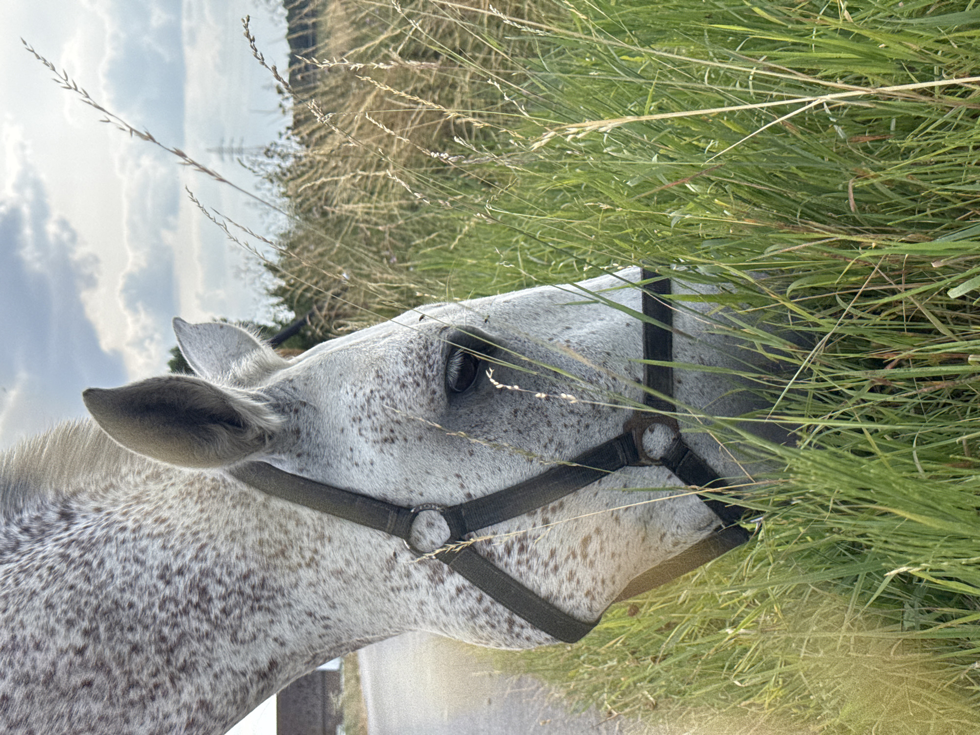 A dappled grey horse is shown from the side, grazing in tall grass. The horse is wearing a black halter. In the background, a dirt road is visible, along with trees and a utility pole. The sky is cloudy. The scene appears to be in Estaimpuis, Belgium.