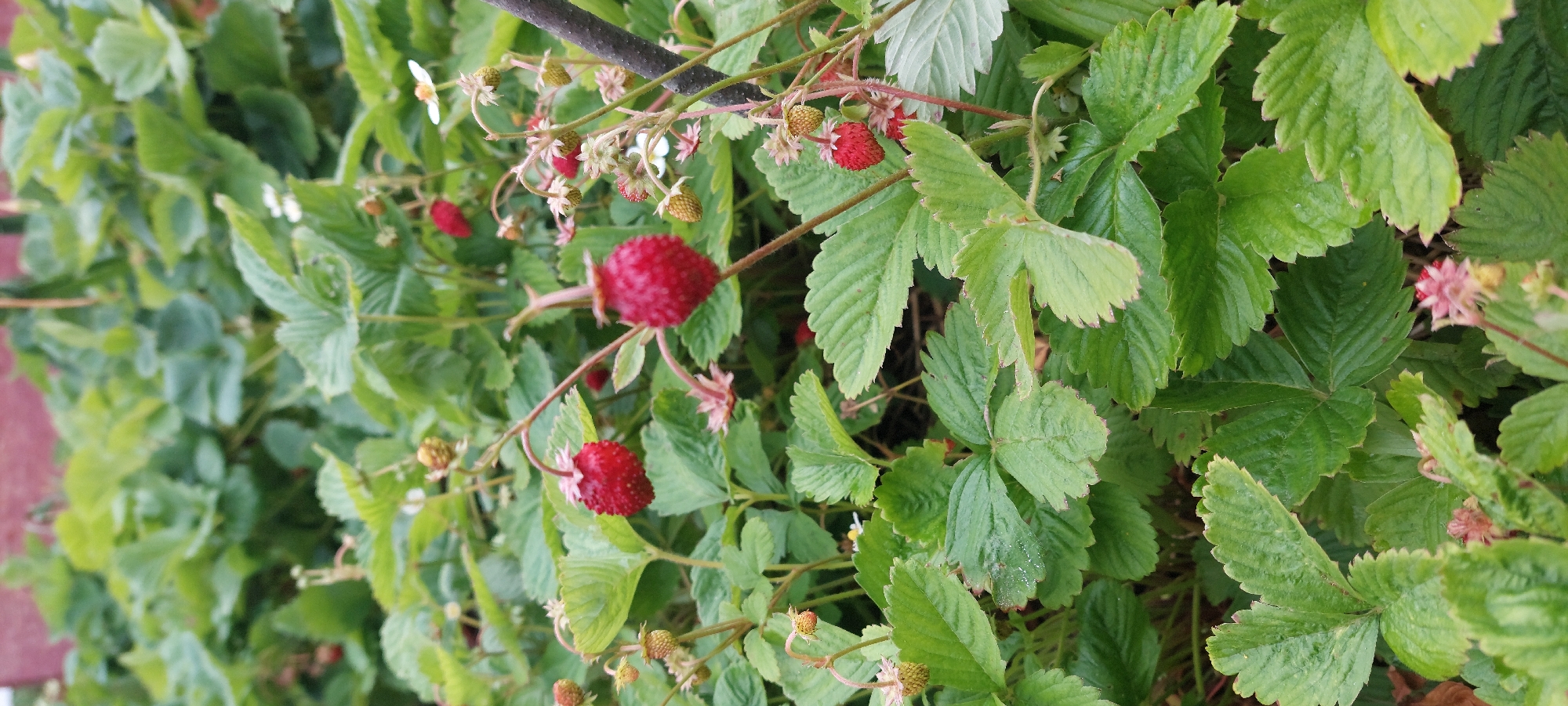 The image is a close-up, vertical shot of a patch of wild strawberries growing outdoors. The plants are densely packed with green leaves, some of which appear slightly wet. Several ripe, red strawberries are visible, along with unripe green ones and small white flowers. The background consists of more greenery and a blurred red structure that might be a building. There are no people or animals in the frame. The scene appears to be a garden or natural area.