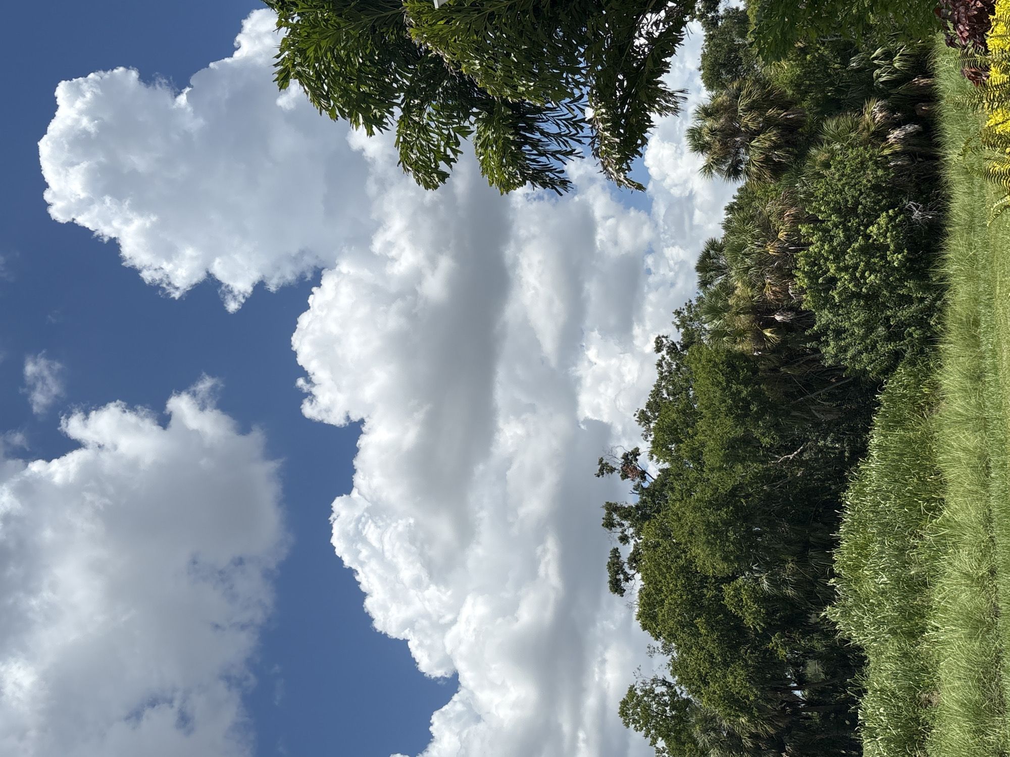 This is a vertical, eye-level, medium shot of a lush green landscape under a bright blue sky dotted with large, fluffy white clouds. The foreground features tall, dense green grass. Behind the grass, a variety of trees and palm trees form a thick, green canopy that stretches across the middle ground. The upper portion of the image is dominated by the sky and clouds, with a glimpse of the top of a palm tree on the right side. The scene appears to be a natural outdoor environment. The image was taken in Sarasota, United States, likely in a park or undeveloped area, given the dense vegetation and natural appearance. There are no people or animals visible in the image.