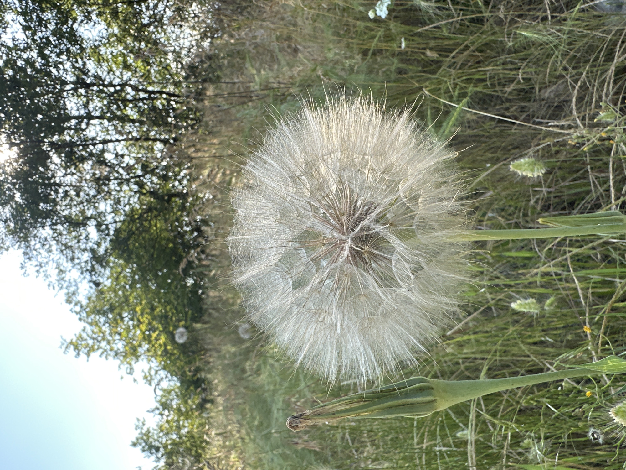 A large, spherical white seed head, characteristic of a Salsify or Goat's Beard plant (Tragopogon), dominates the center-right of the frame. Its numerous delicate, feathery pappus bristles are fully expanded, catching the sunlight from the upper right. To the immediate left of the seed head, a green, elongated, closed flower bud or developing fruit of the same plant stands upright on its stem. The foreground and midground consist of a dense field of tall, mixed grasses and other herbaceous plants, varying in shades of green and dry straw-like brown. In the background, a line of deciduous trees and bushes creates a soft-focus border. Bright sunlight filters through the canopy of these trees on the right, creating dappled light and some lens flare. The sky, visible in the upper left, is clear and light blue. The scene is an outdoor natural environment, likely a meadow or uncultivated field in Stob, Bulgaria, under bright daylight conditions. No human figures or discernible man-made objects are present.
