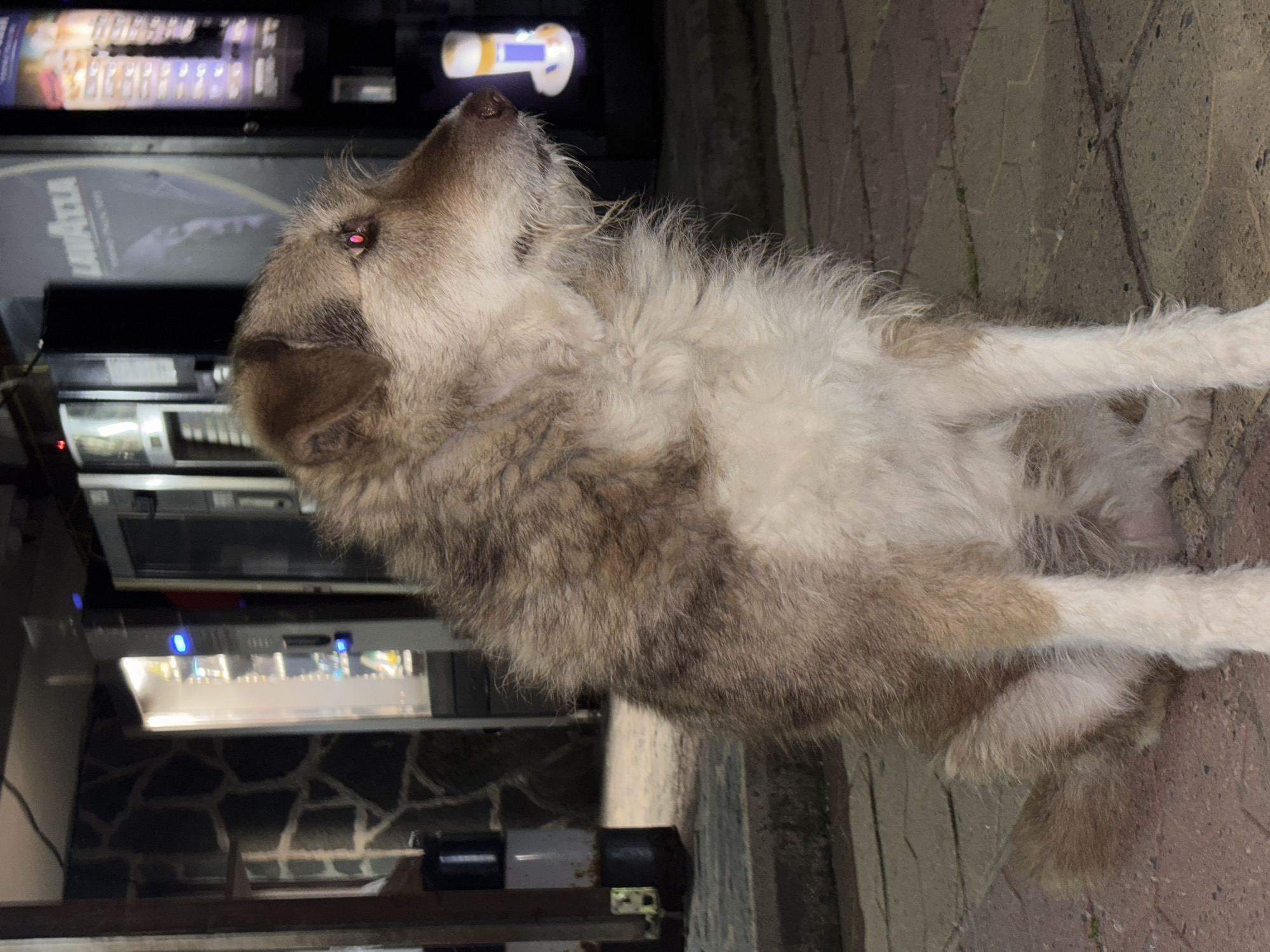 A shaggy-haired dog, a mixed breed with predominantly brown, greyish, and white fur, is captured sitting on a patterned paved surface outdoors in Zlatograd, Bulgaria. The dog is positioned in profile, with its head tilted upwards and looking intently towards something beyond the top of the frame. Its right eye displays a prominent red-eye effect, indicating the photograph was taken with a flash in low-light conditions, likely at night.
In the background, several vending machines are visible. One prominent machine features the brand name "LAVAZZA" clearly displayed, suggesting it is a coffee or beverage dispenser. Other vending machines are partially visible with illuminated panels, implying they offer various snacks or drinks. The ground is composed of interlocking, grey and brown-toned paving stones.
The dog's posture conveys a sense of curiosity or anticipation, as it gazes upwards. Its fur appears thick and somewhat matted, giving it a rustic appearance. The dimly lit environment, illuminated primarily by the vending machines and the camera's flash, creates a quiet, contemplative atmosphere.