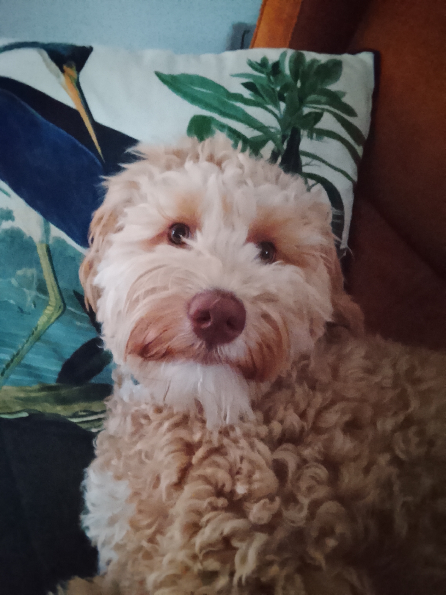 The image shows a close-up, eye-level shot of a light brown, fluffy dog lying down indoors. The dog's head is the central focus, with its face turned slightly towards the camera. It has dark eyes, a pink nose, and light brown fur with a cream-colored muzzle. Behind the dog, a patterned pillow with a blue and green tropical design is visible, and part of a brown piece of furniture is also in the background. The lighting appears to be natural, coming from above. There is no information to suggest this image is located in Poing, Germany.
