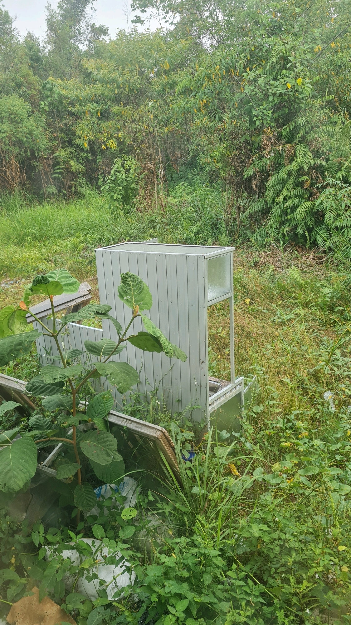 The image depicts an outdoor scene with overgrown vegetation surrounding a dilapidated aluminum structure. The structure appears to be some sort of enclosure or shelter, with corrugated metal siding and a clear panel on one side. It is partially obscured by dense green foliage, including large-leaved plants and tall grasses. The ground is covered in various types of vegetation, with some debris, including white bags and what looks like discarded wood, visible at the base of the structure. The background consists of a dense wall of trees and greenery, suggesting a natural or semi-natural environment. The sky is overcast, casting a soft, diffused light on the scene. There are no people or animals visible in the image.