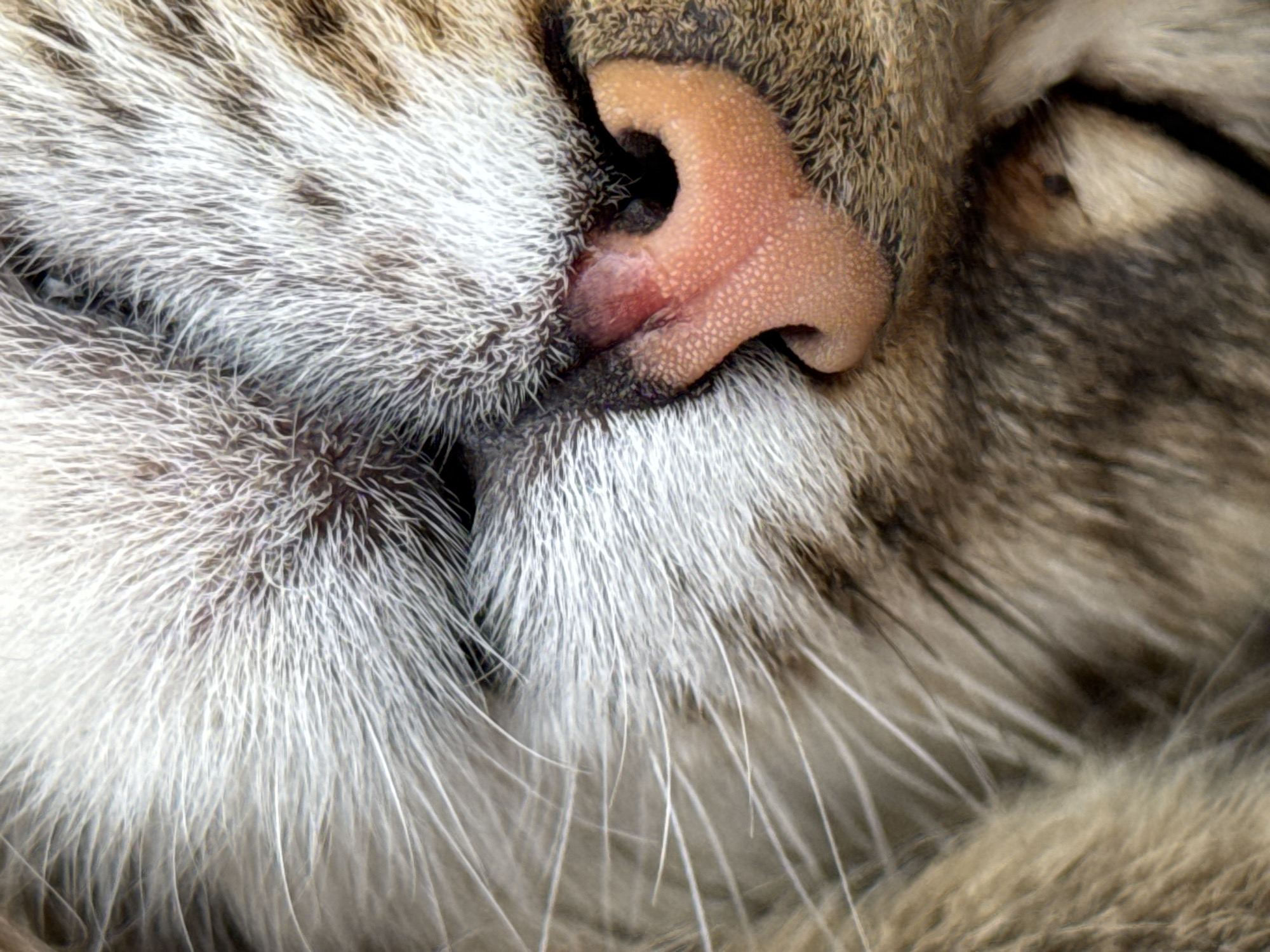 The image is a close-up of a cat's face, focusing on the nose and surrounding fur. The cat's nose is pink with visible texture, and the fur is primarily white and gray with some brown hues. The cat appears to be resting, possibly sleeping. The image was not necessarily taken in Tyulyuk, Russia, as there is no information in the image to confirm this.