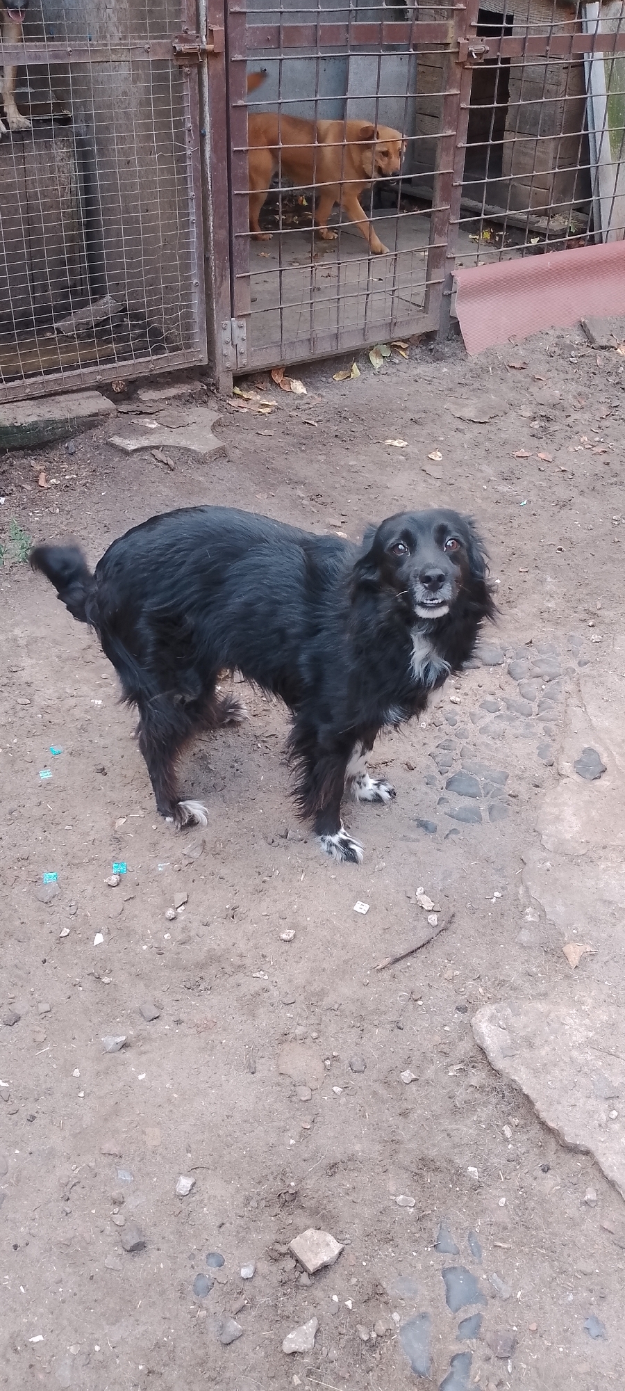 A black, medium-sized dog with shaggy fur stands on a dirt surface in front of a metal enclosure. The dog is looking towards the camera with its mouth slightly open, revealing its teeth. It has white markings on its chest and paws. Inside the enclosure, a tan-colored dog is visible, walking towards the right side of the frame. The enclosure appears to be an outdoor dog kennel, with metal bars and a concrete floor. The ground outside the kennel is covered in dirt, small stones, and scattered leaves. The overall environment suggests an outdoor animal shelter or a similar facility. The image location is identified as Belgorod, Russia, though no specific landmarks or identifying features of the city are discernible within the frame.