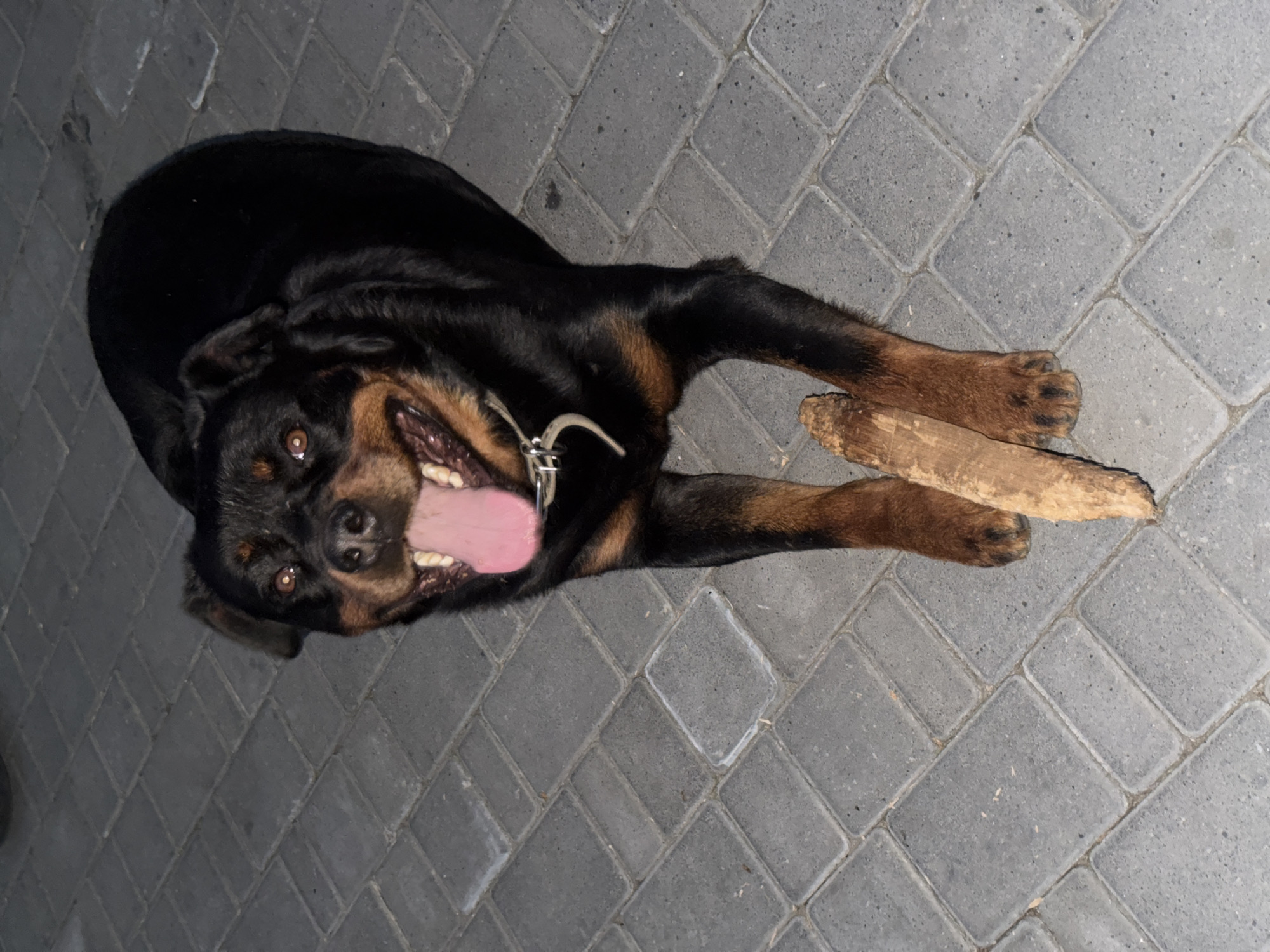 A Rottweiler is lying on its side on a paved surface, with its head raised and looking at the camera. The dog's mouth is open, and its pink tongue is hanging out. It is wearing a silver collar with a name tag. The dog is holding a piece of wood in its paws. The surface appears to be made of interlocking gray pavers. The lighting suggests it is nighttime or a dark, overcast day.