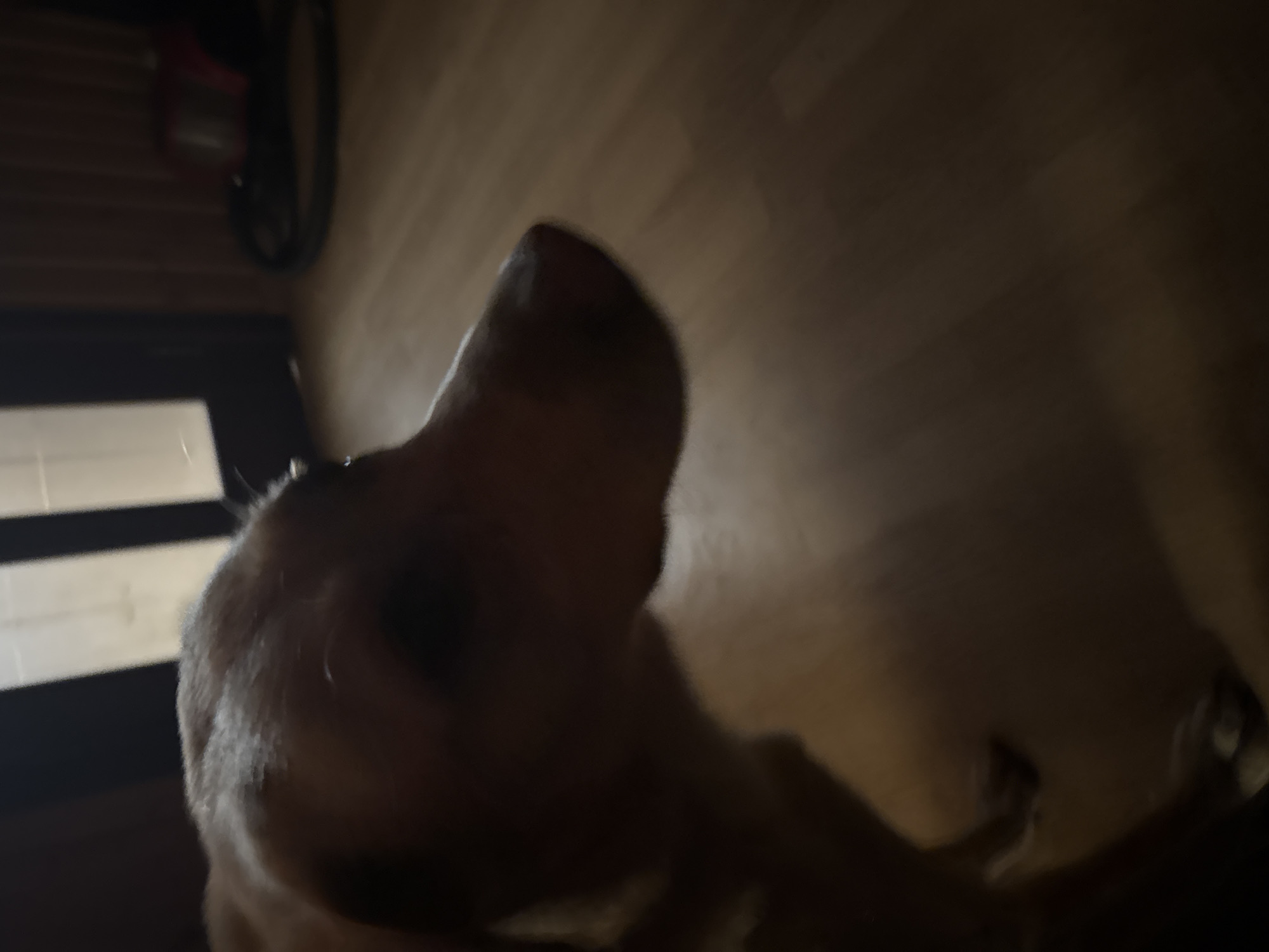 A close-up, dark, and blurry image shows the head and neck of a light-colored dog. The dog's face is turned to the right, and its eyes are not clearly visible. The background is dimly lit and appears to be indoors, with a wooden floor and a doorway with vertical panels. A red object, possibly a vacuum cleaner, is visible in the far background. There is no visible indication of the city of Bykovo, Russia, in the image.