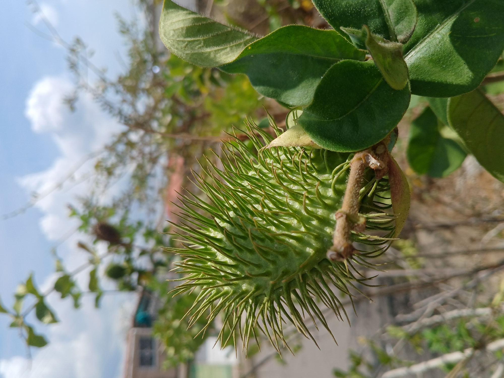 A close-up of a spiky, green Datura fruit (likely Datura stramonium, commonly known as Jimsonweed or Devil's Snare) hangs from a branch with green leaves. The fruit is spherical with numerous spines covering its surface. A small, furry bud is visible near the stem. The background includes foliage, branches, a glimpse of a building, and a partly cloudy sky. Given the location of Guayana City, Venezuela, and the plant species, this is a typical urban botanical scene.