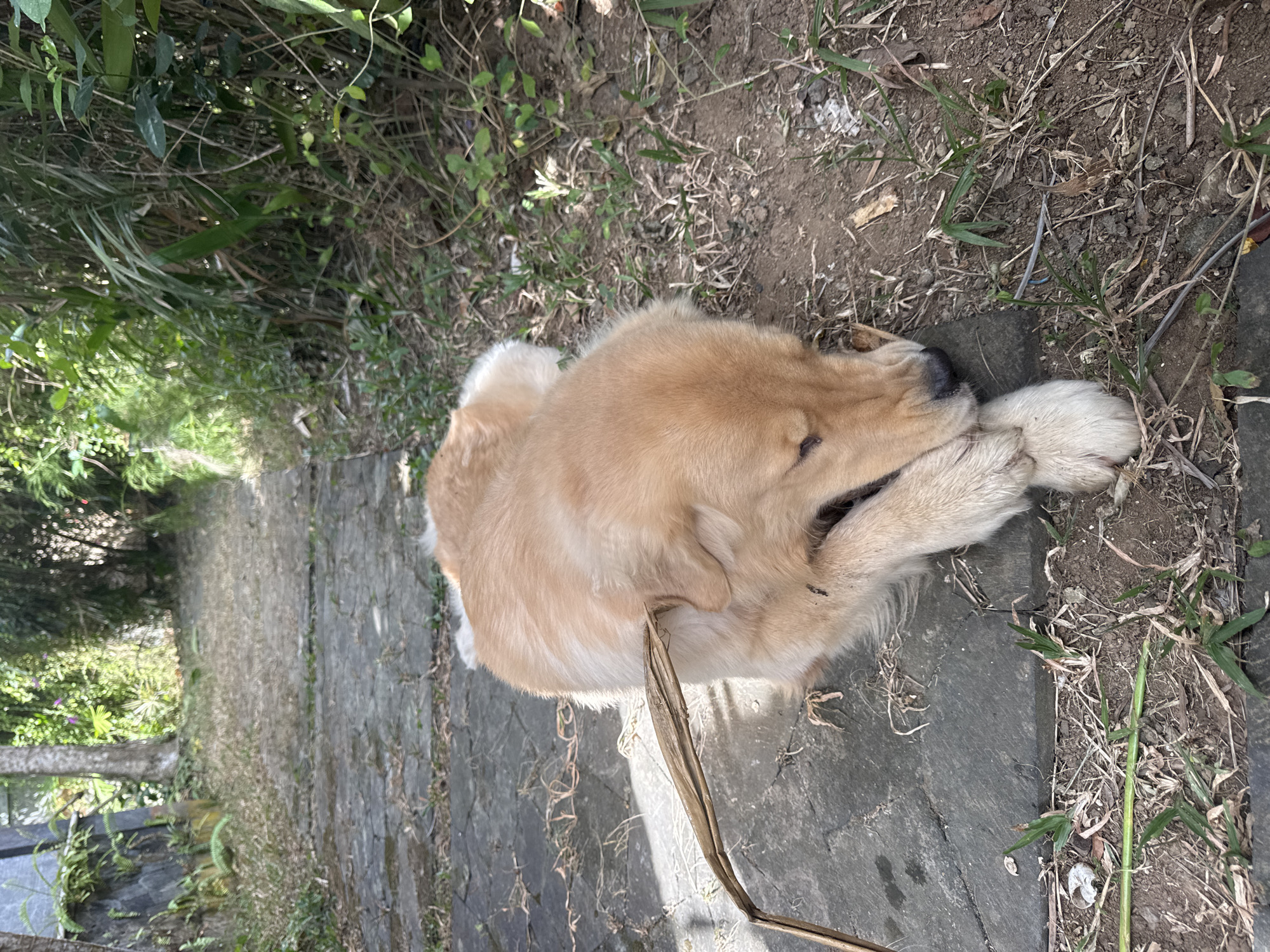 A golden retriever dog is lying on a stone pathway in Kuta Selatan, Indonesia, with its head resting on its paws and a dry leaf being chewed. The pathway is flanked by lush green vegetation and trees, suggesting an outdoor setting, possibly a garden or park. The lighting indicates it is daytime. The dog appears relaxed, engaged in play with the leaf.