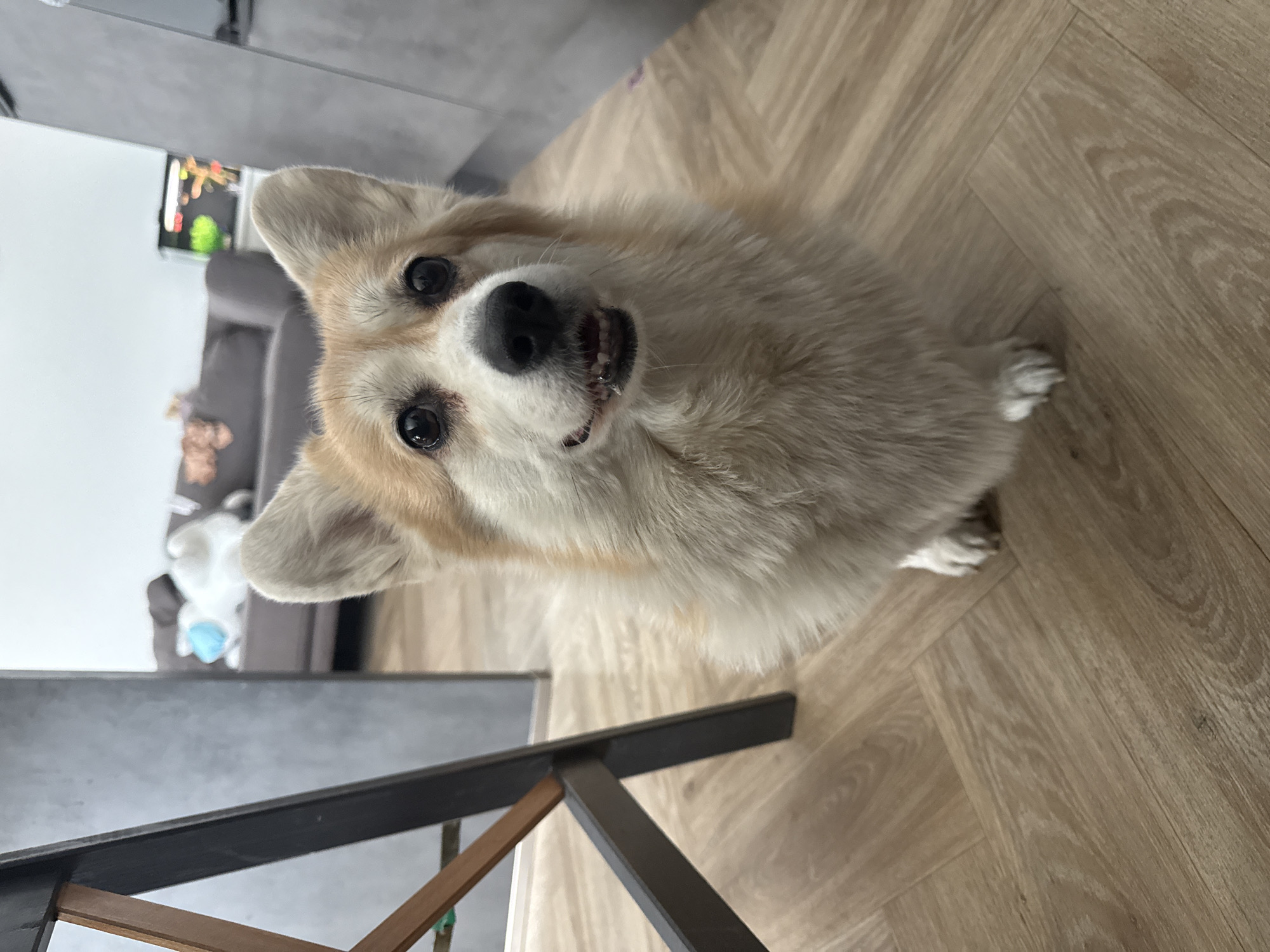 A tan and white corgi dog is looking up at the camera. The dog is in an indoor setting on a light brown wooden floor. A chair leg is in the lower left of the frame. A grey couch is in the background. Based on the provided location, this scene is taking place in Krasnoyarsk, Russia.
