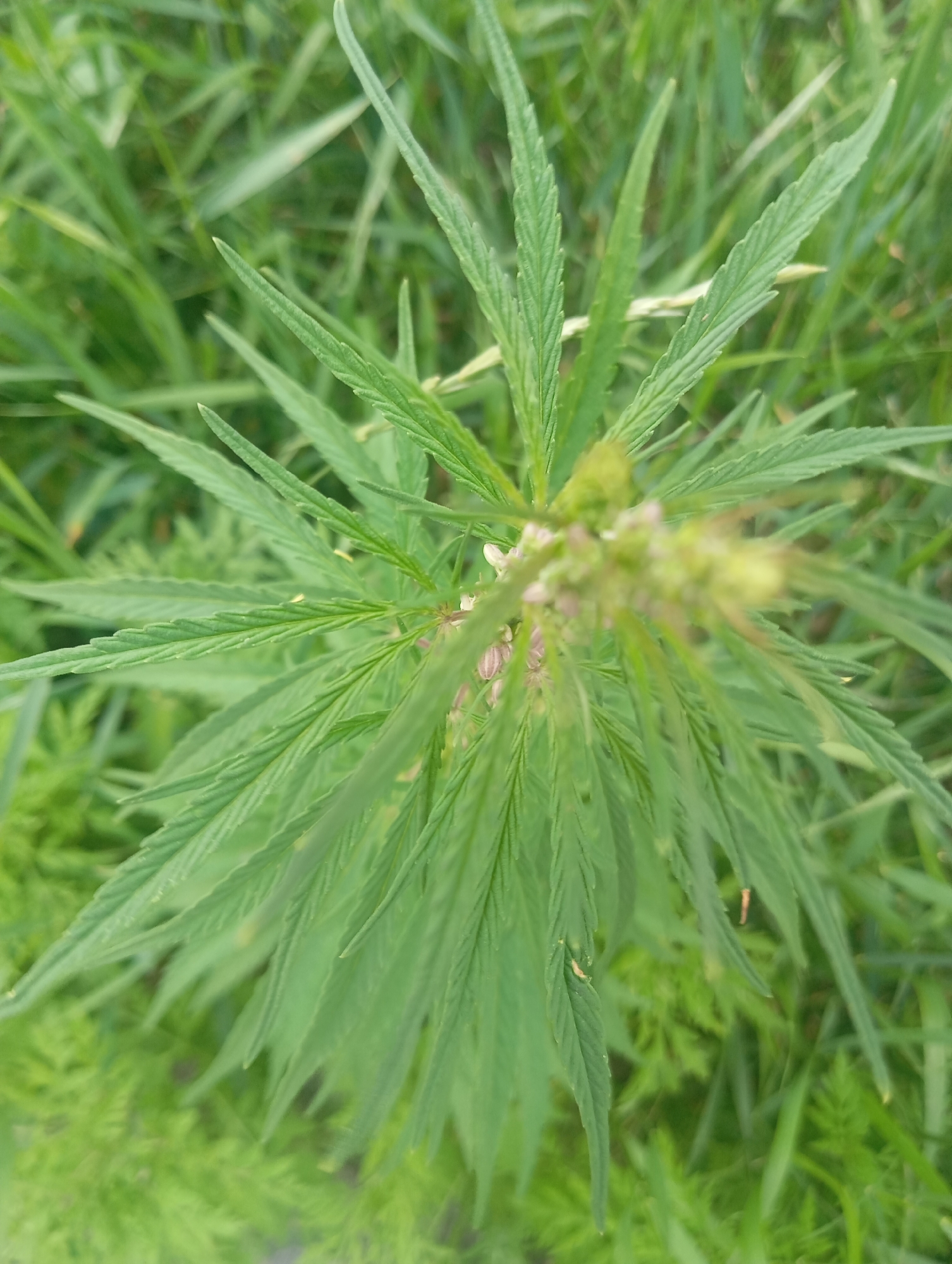 The image shows a close-up, top-down view of a cannabis plant with serrated, elongated leaves and small, light-colored flowers clustered at the top. The plant is surrounded by other green foliage, suggesting an outdoor setting. The lighting appears to be natural, possibly daylight, with no distinct shadows indicating a specific time of day. The overall scene is natural and appears to be in a growth environment, possibly a field or garden. There is no visible text in the image, nor are there any people or animals. The focus is solely on the cannabis plant and its immediate surroundings. The image provides a detailed look at the plant's structure and texture, emphasizing its leafy green appearance and delicate floral structures.