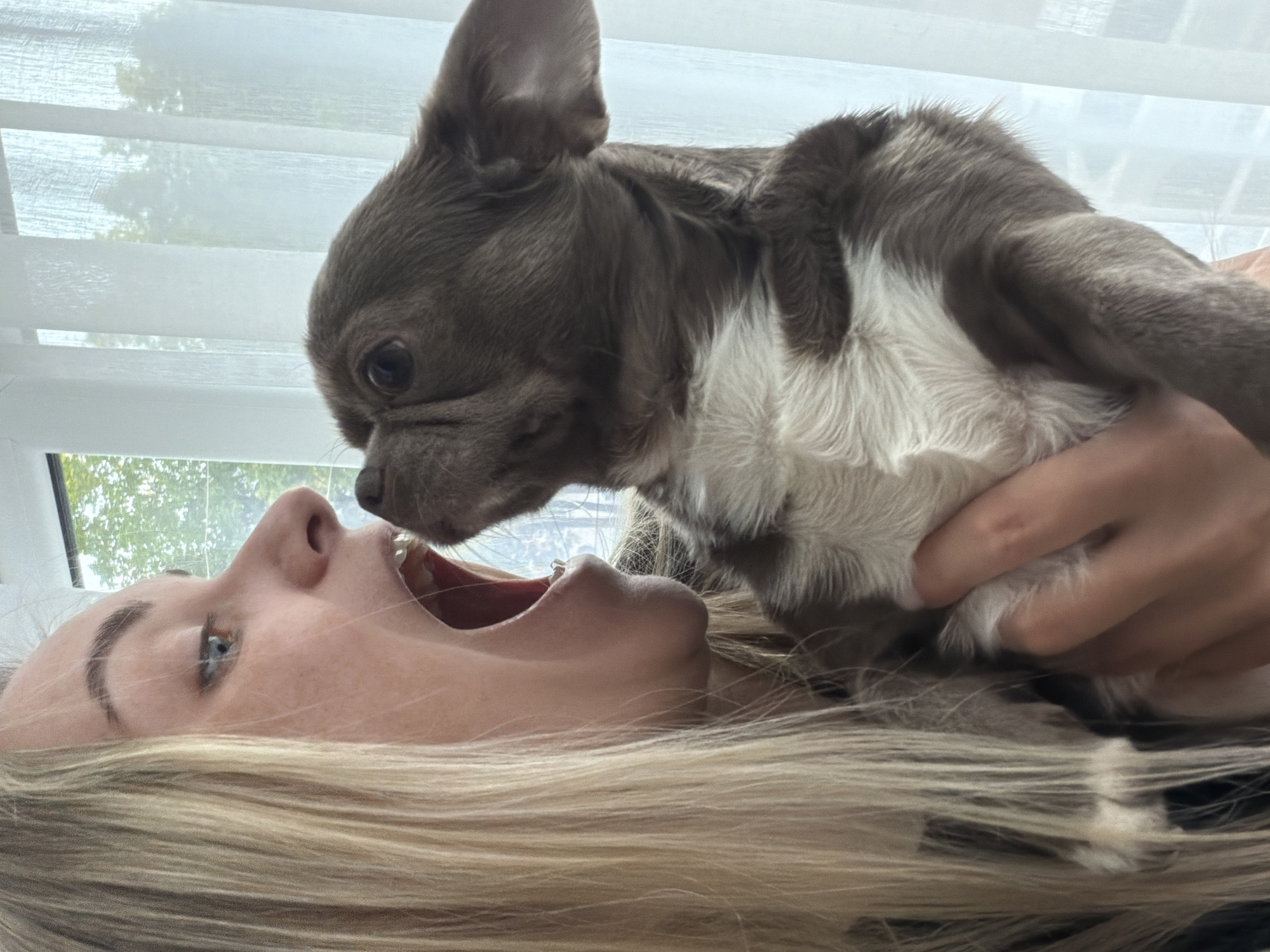 A woman with blonde hair lies on her back with her mouth open, while a gray and white dog is held above her by someone whose hand is visible. The scene appears to be indoors, with blinds visible in the background and a glimpse of greenery through a window. No information given indicates the location in Votkinsk, Russia.