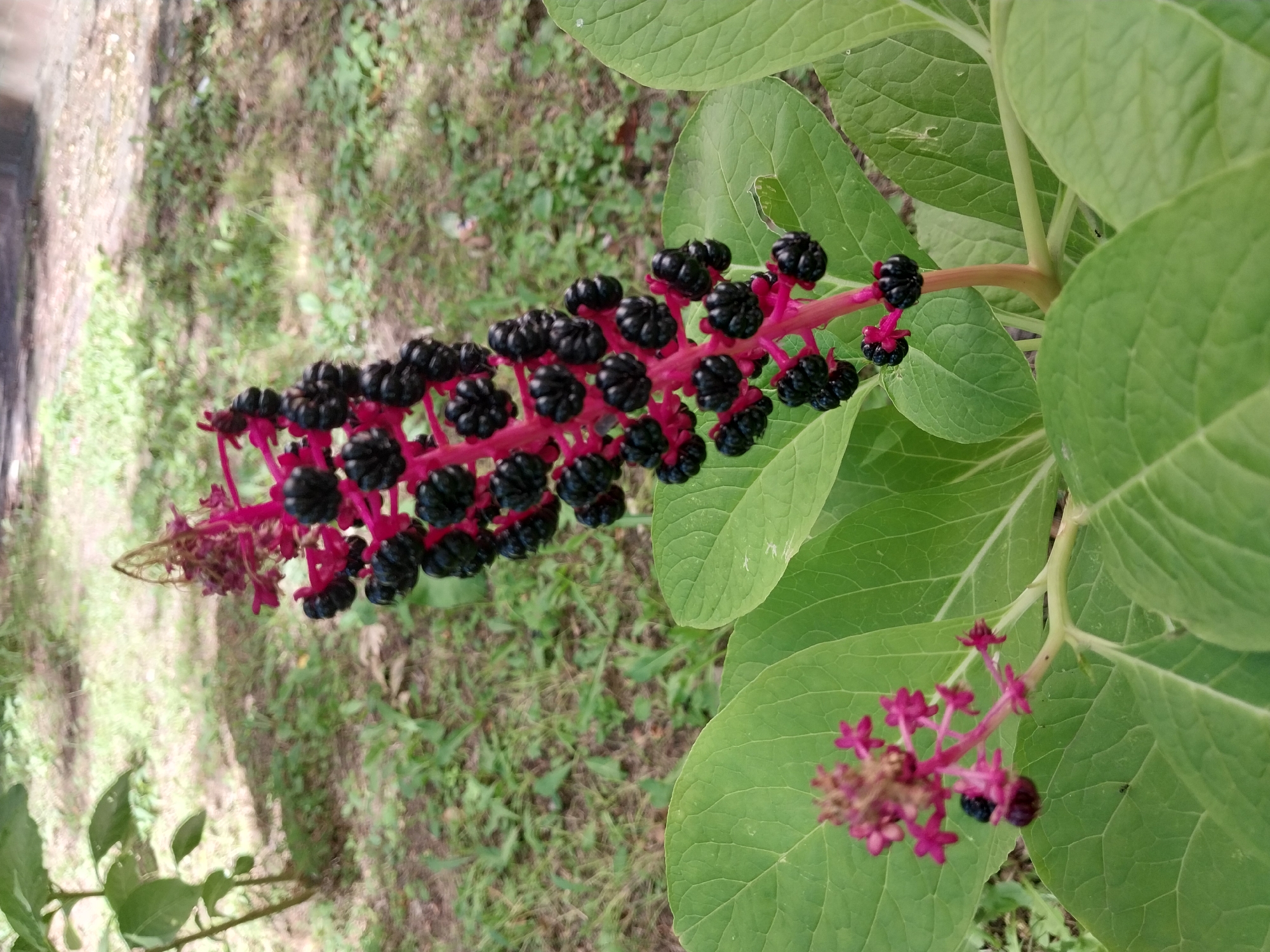 The image is a close-up, eye-level shot of a pokeweed plant with dark purple berries. The plant is growing in a naturalistic outdoor setting, possibly a park or garden, with green foliage and grass visible in the background. The lighting suggests it is daytime. There are no people or structures immediately apparent in the scene. The focus is on the plant's distinctive berry clusters and large green leaves. The background is blurred, indicating a shallow depth of field, which draws attention to the plant. There is no specific information about the location within the city of Dnipro, Ukraine.