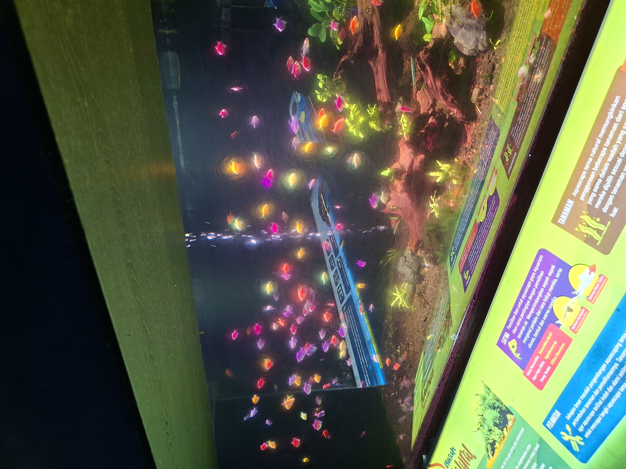 The image shows a brightly lit aquarium filled with numerous small, colorful fish, predominantly pink, orange, yellow, and purple. The fish appear to be GloFish Tetras, known for their vibrant, fluorescent colors. They are swimming amidst gravel substrate, small aquatic plants, and a piece of driftwood in the aquarium. Above the aquarium, a green wooden beam is visible, casting a slight shadow. The aquarium is part of an exhibition, as indicated by informational signs with text in Indonesian along the bottom of the image. One sign has the title "TANAMAN" (Plants) and discusses aquascape themes. Another sign, titled "SATWA" (Fauna), provides information about selecting aquatic animals for aquascapes. The overall environment suggests an indoor public space, likely a museum or aquarium. While the specific location within Yogyakarta, Indonesia, is not explicitly identified in the image, the presence of Indonesian text on the signs strongly suggests it is within that country.